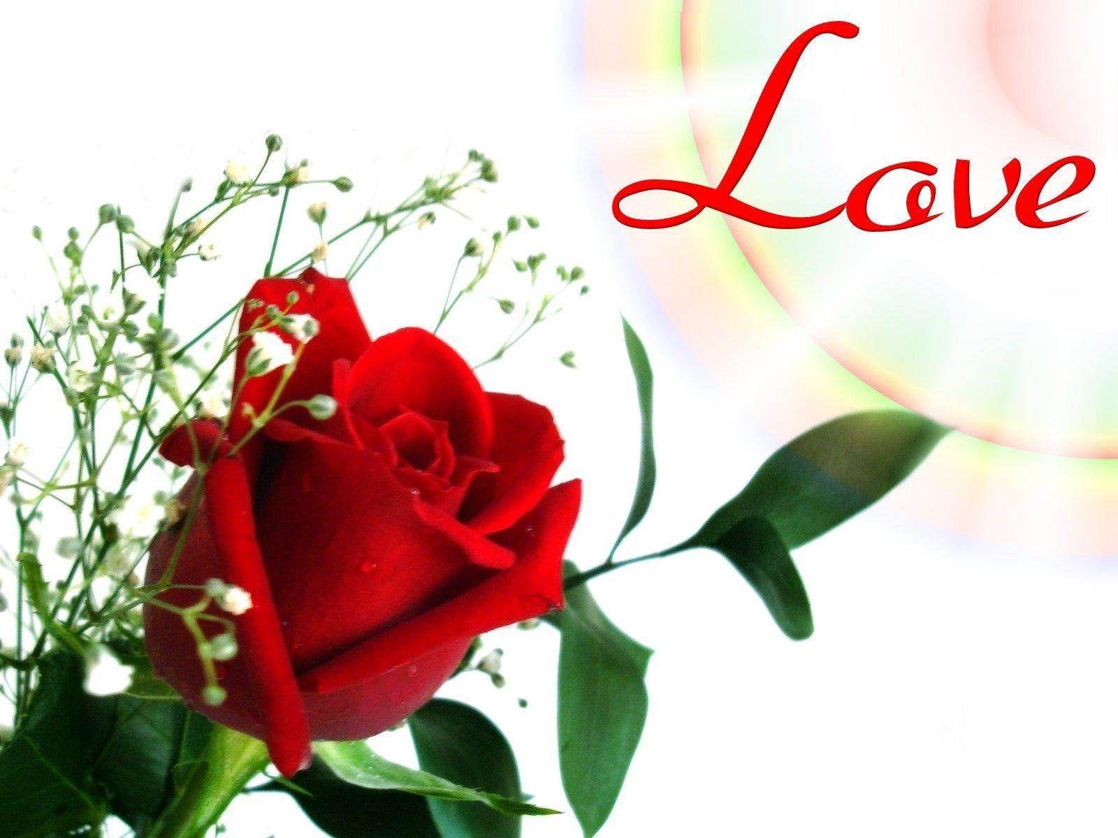 1600x1200 Download Flower Wallpaper Rose Love, HD Background Download