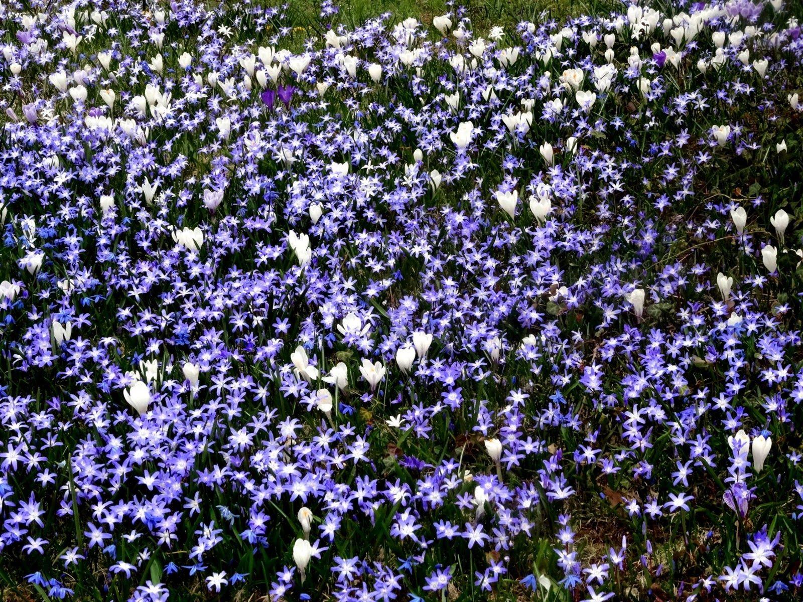 1600x1200 Flower Field Tumblr Grunge