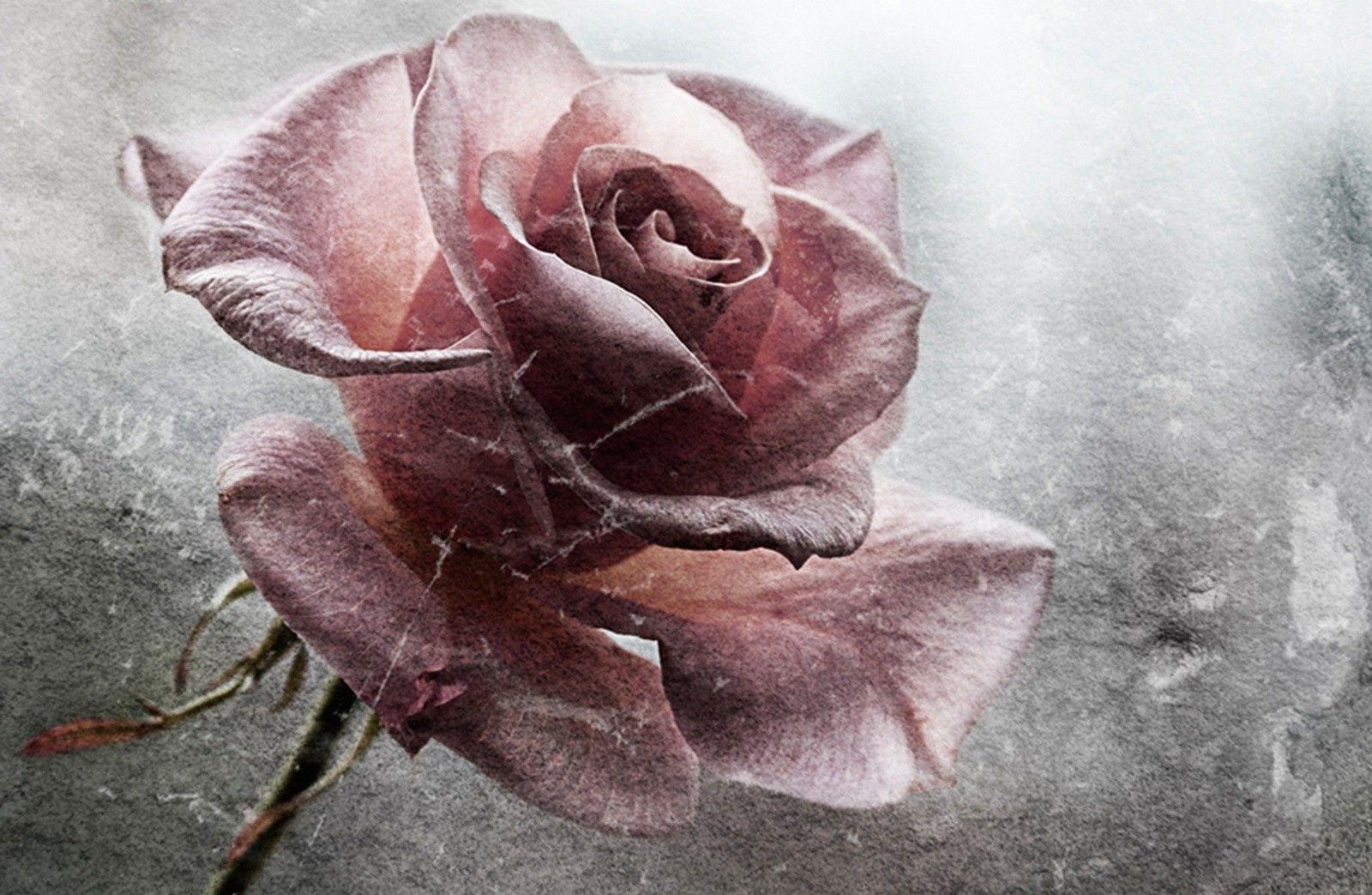 1600x1043 flowers, Grunge, Rose Wallpaper HD / Desktop and Mobile Background