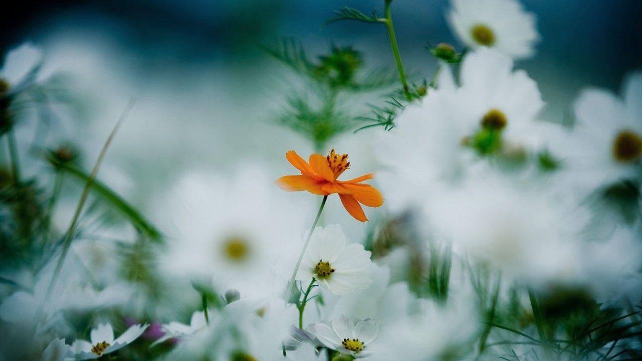 1280x720 Wallpaper Flowers, 4k, HD wallpaper, 8k, daisies, cosmos flower