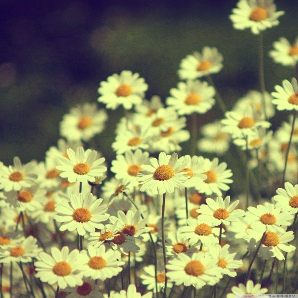 1024x1024 Vintage Flowers Tumblr