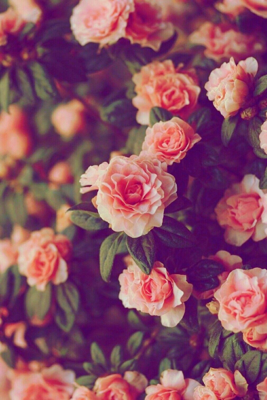 1010x1512 Red Vintage Flowers Tumblr