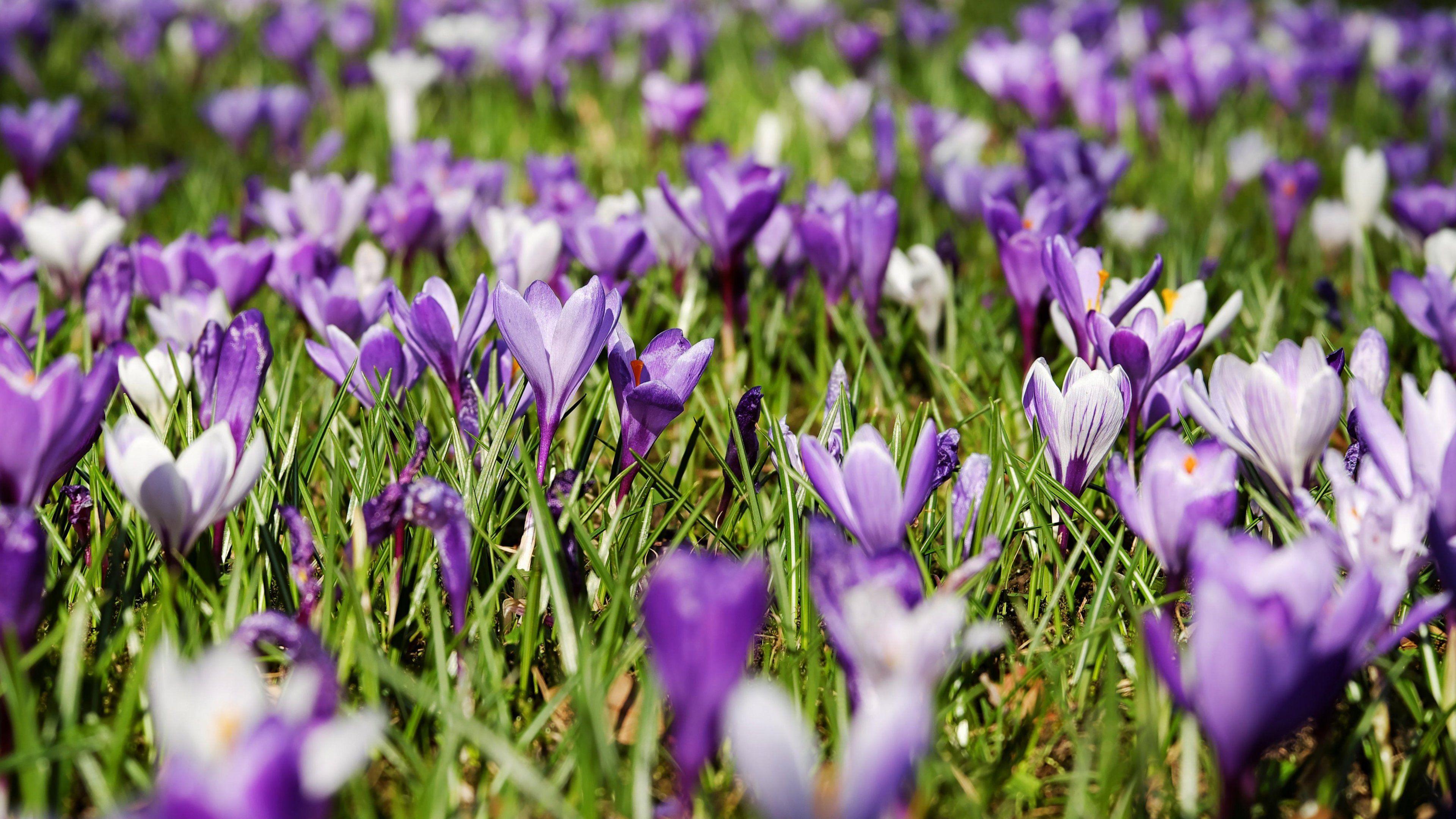 3840x2160 Spring Crocus Flowers Wallpaper, Android & Desktop