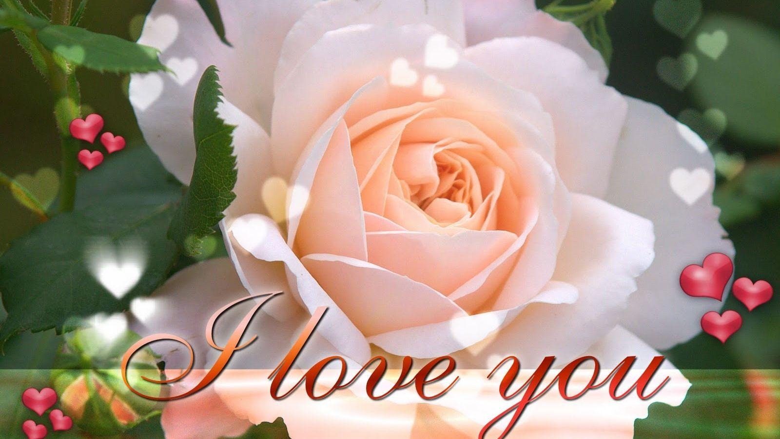 1600x900 Free download flower love wallpaper [1600x1001] for your Desktop