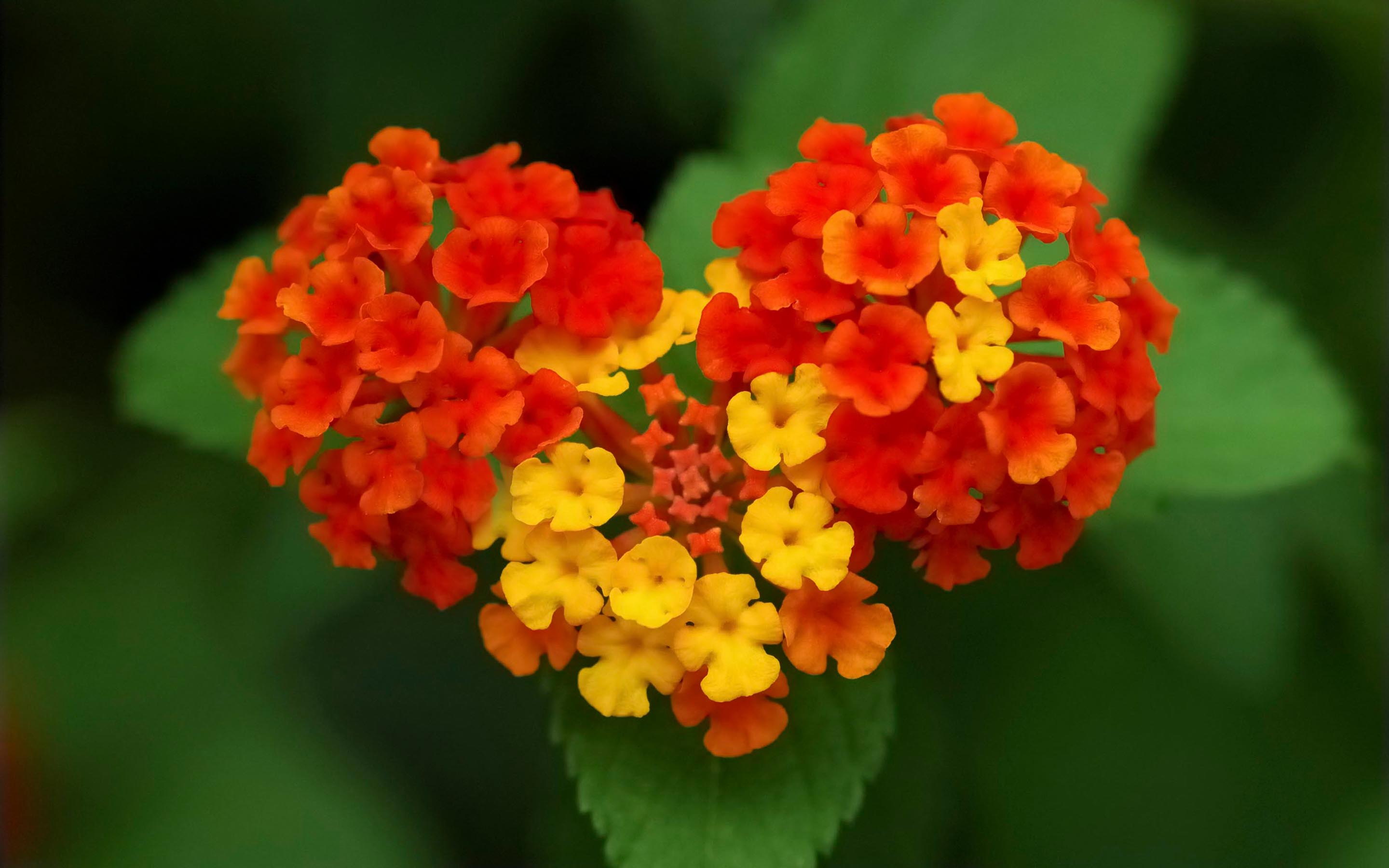 2880x1800 love flowers wallpaper Desktop Wallpaperk HD