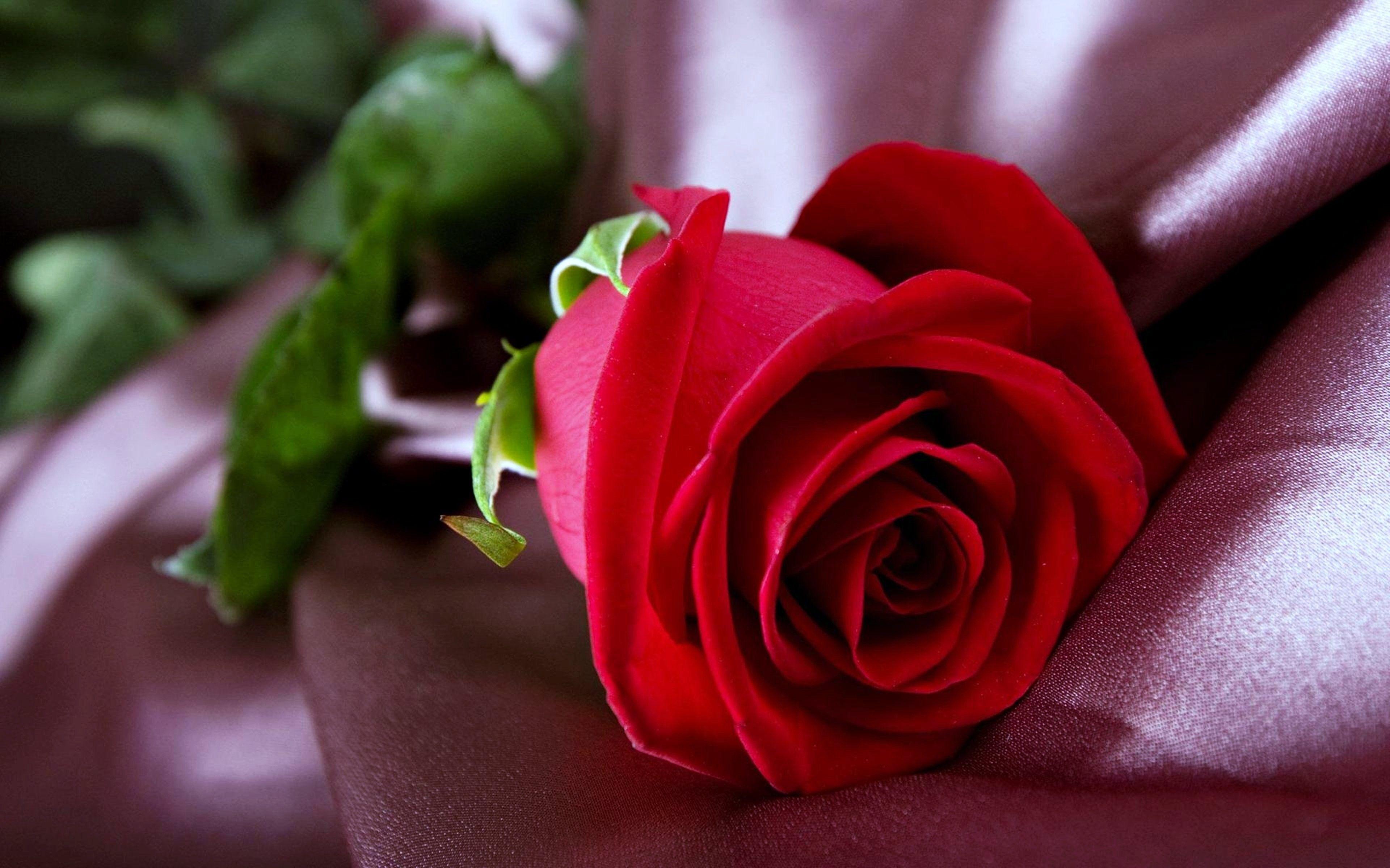 3840x2400 Leaf, 1080p, Lovely Love Flower Wallpaper HD, Beautiful Flower