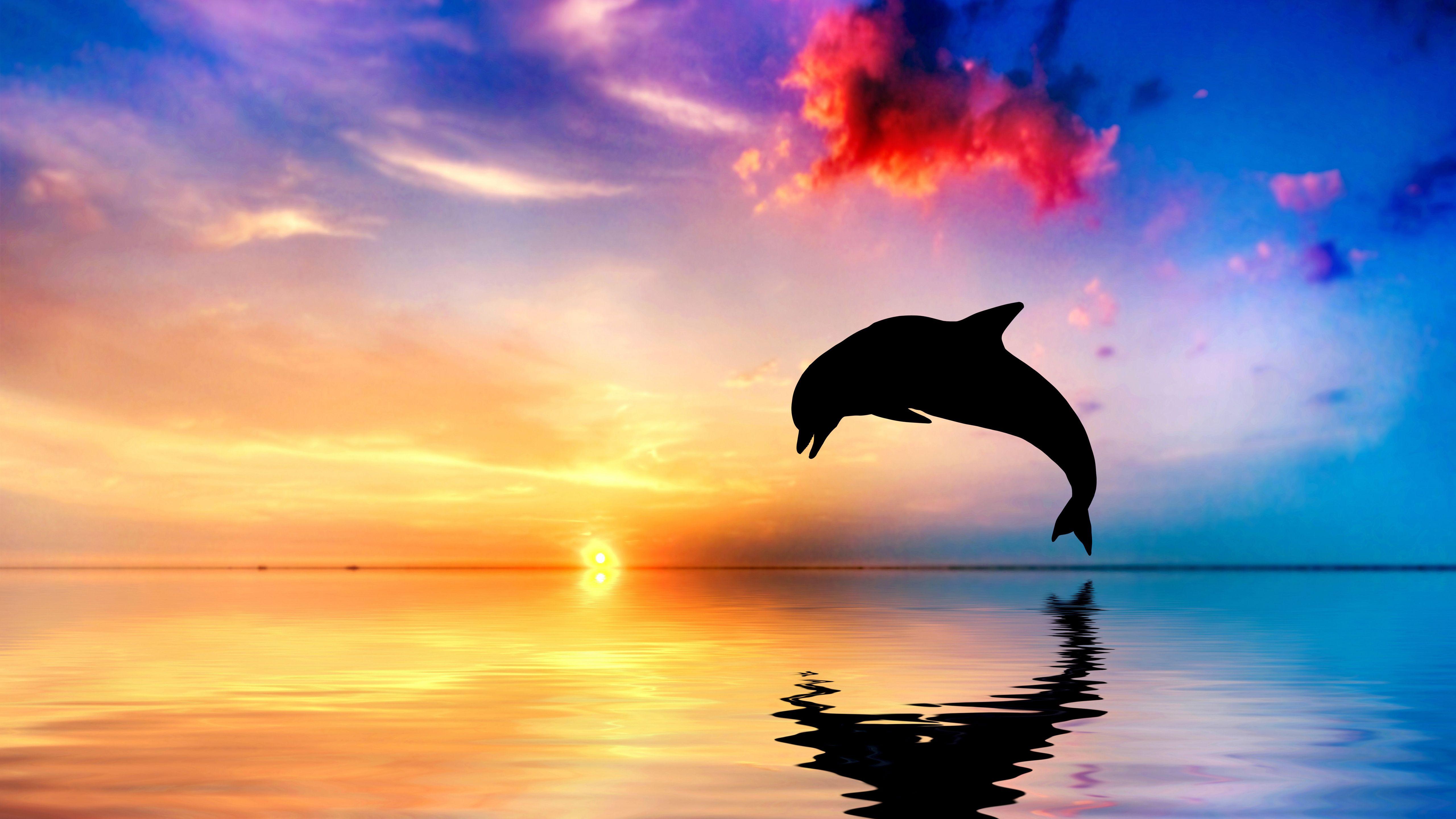 5120x2880 Dolphin Jumping Out Of Water Sunset View 4k 5k HD 4k