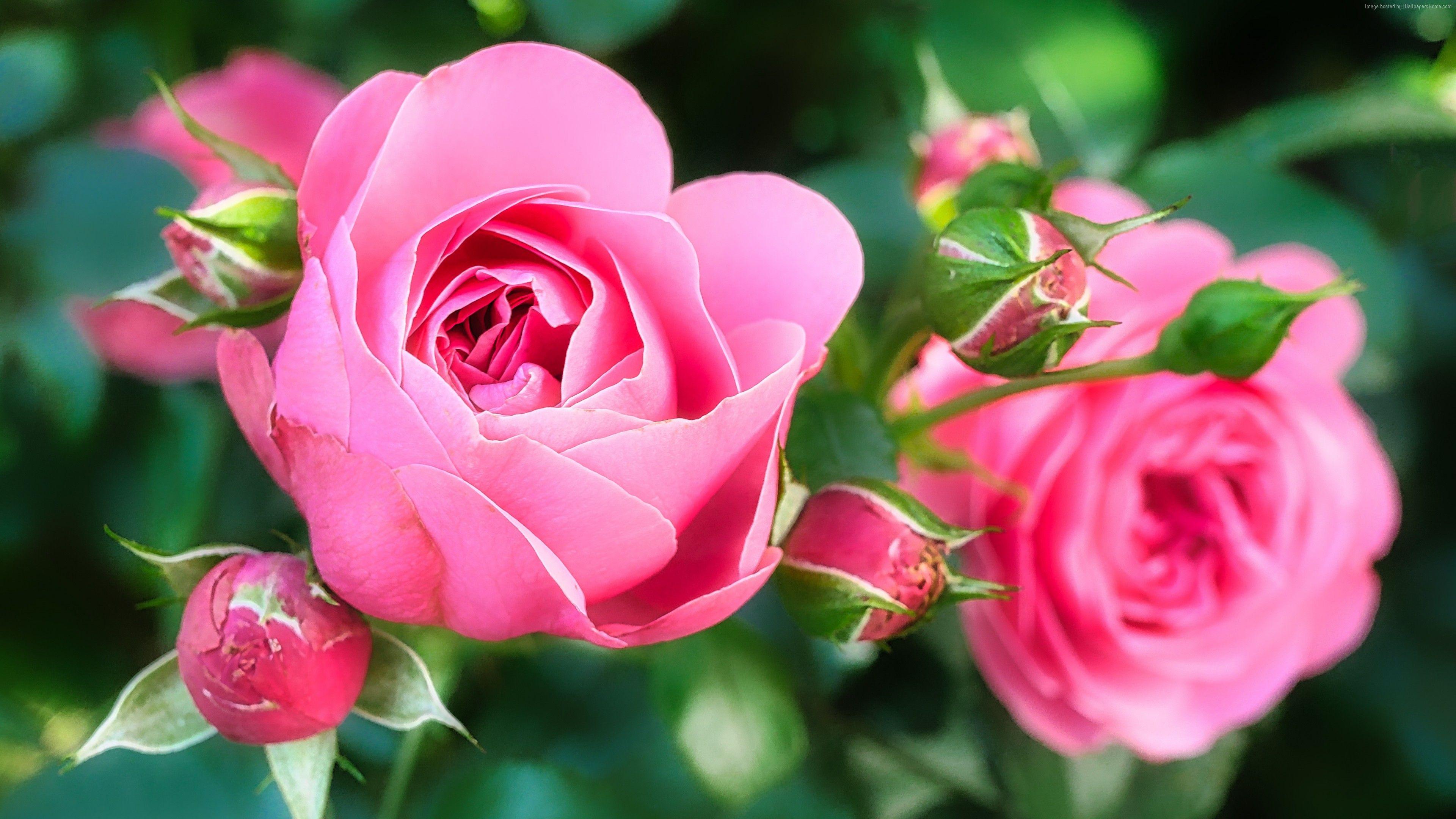 3840x2160 Wallpaper Rose, pink, flower, 5K, Nature Wallpaper Download Resolution 4K Wallpaper