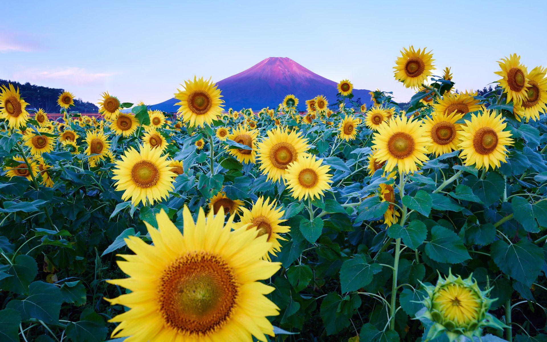 1920x1200 sunflower Computer Wallpaper, Desktop Backgroundx1200