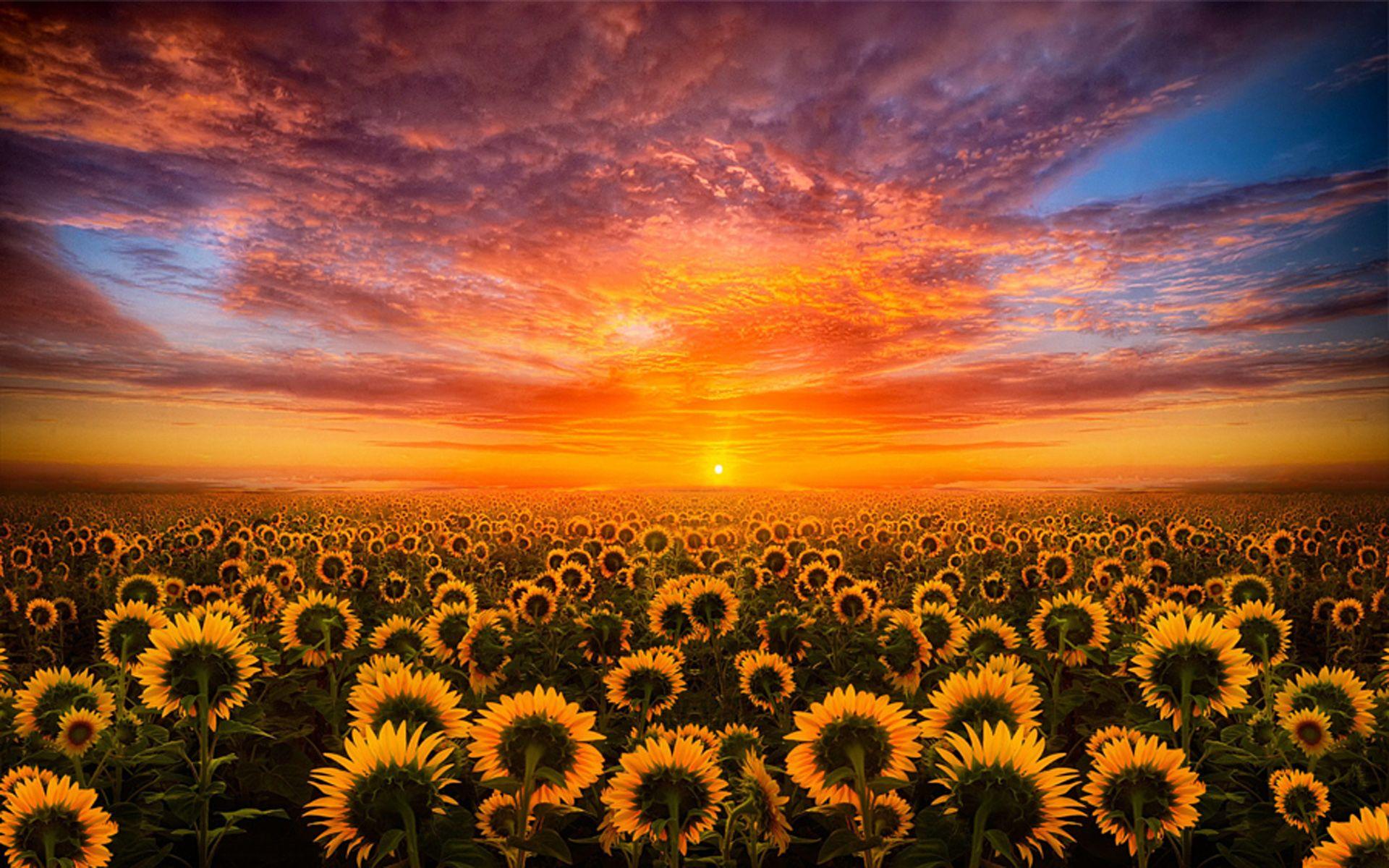 1920x1200 Desktop Wallpaper Sunflower Hd, Download Wallpaper