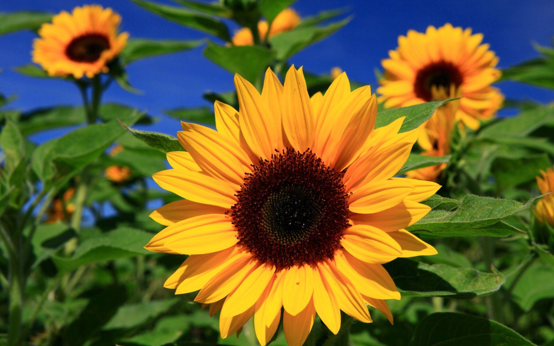 1920x1200 Sunflower Wallpaper Image Photo Picture Background