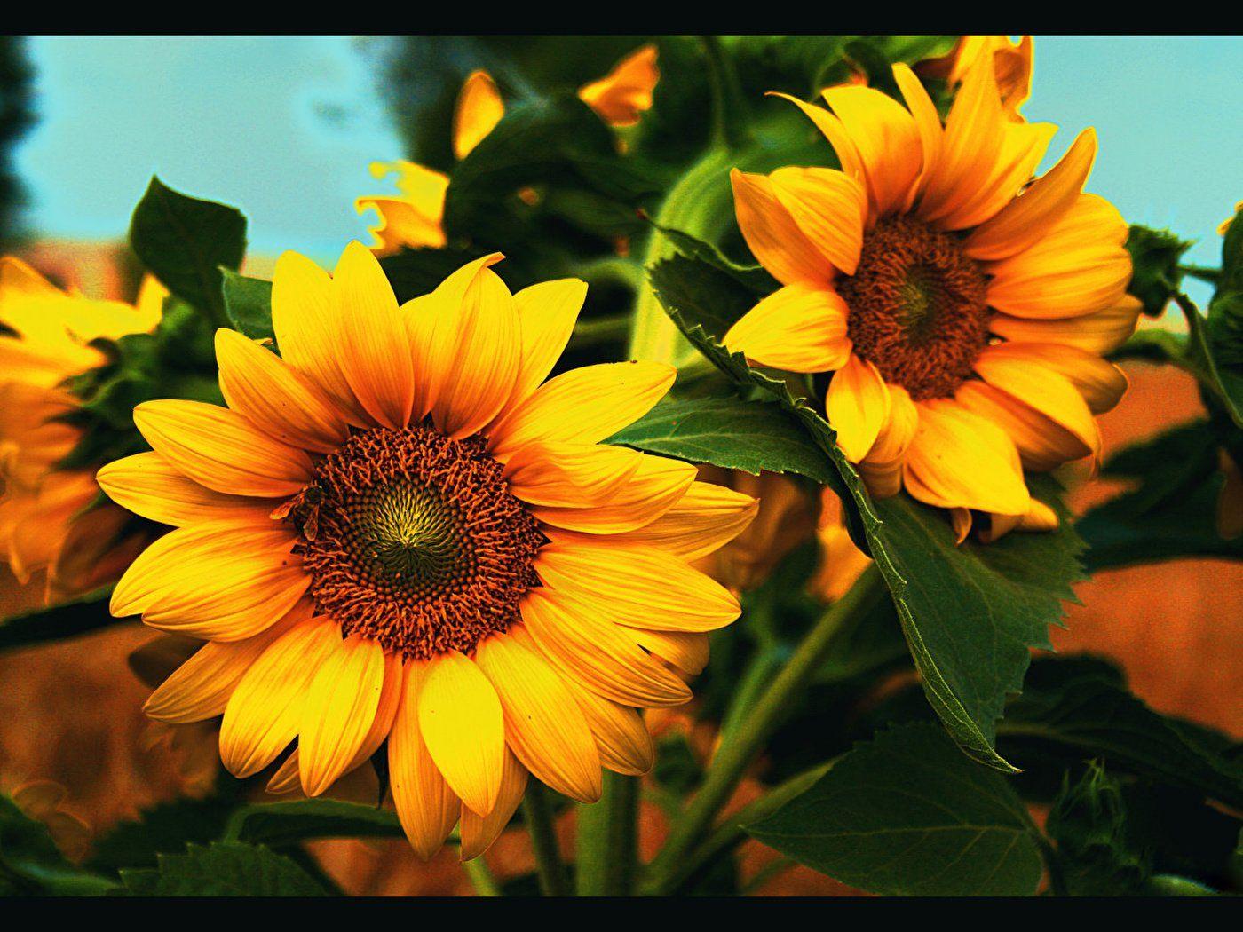 1400x1050 Desktop Background Desktop Wallpaper Sunflower