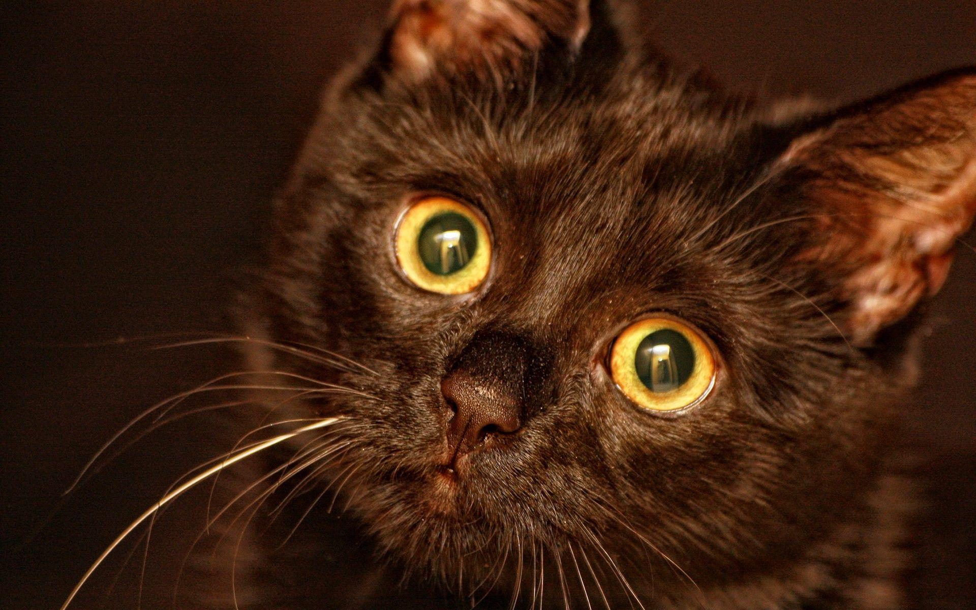 1920x1200 Cats: Eye Cat Evil Image Egyptian Cats for HD 16:9 High Definition