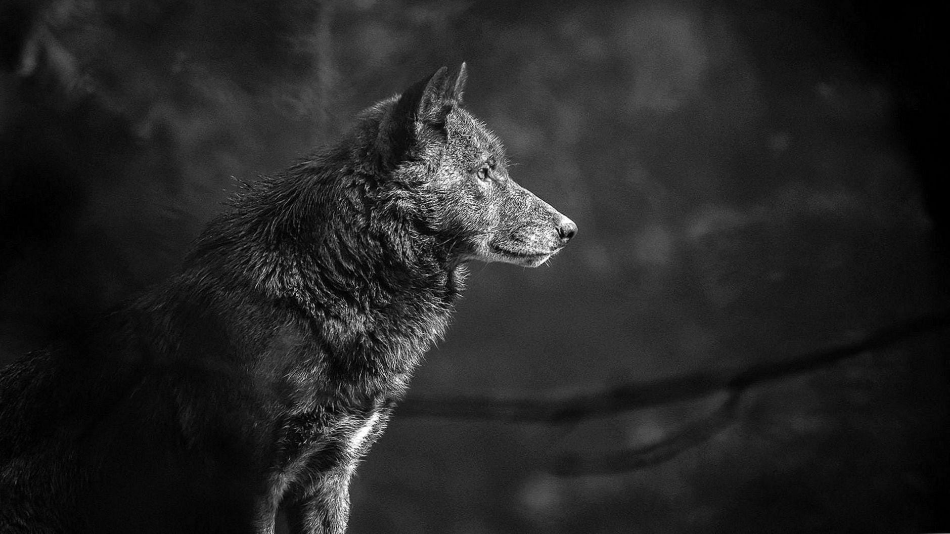 Black Wolf 4K Wallpapers - Top Free Black Wolf 4K Backgrounds