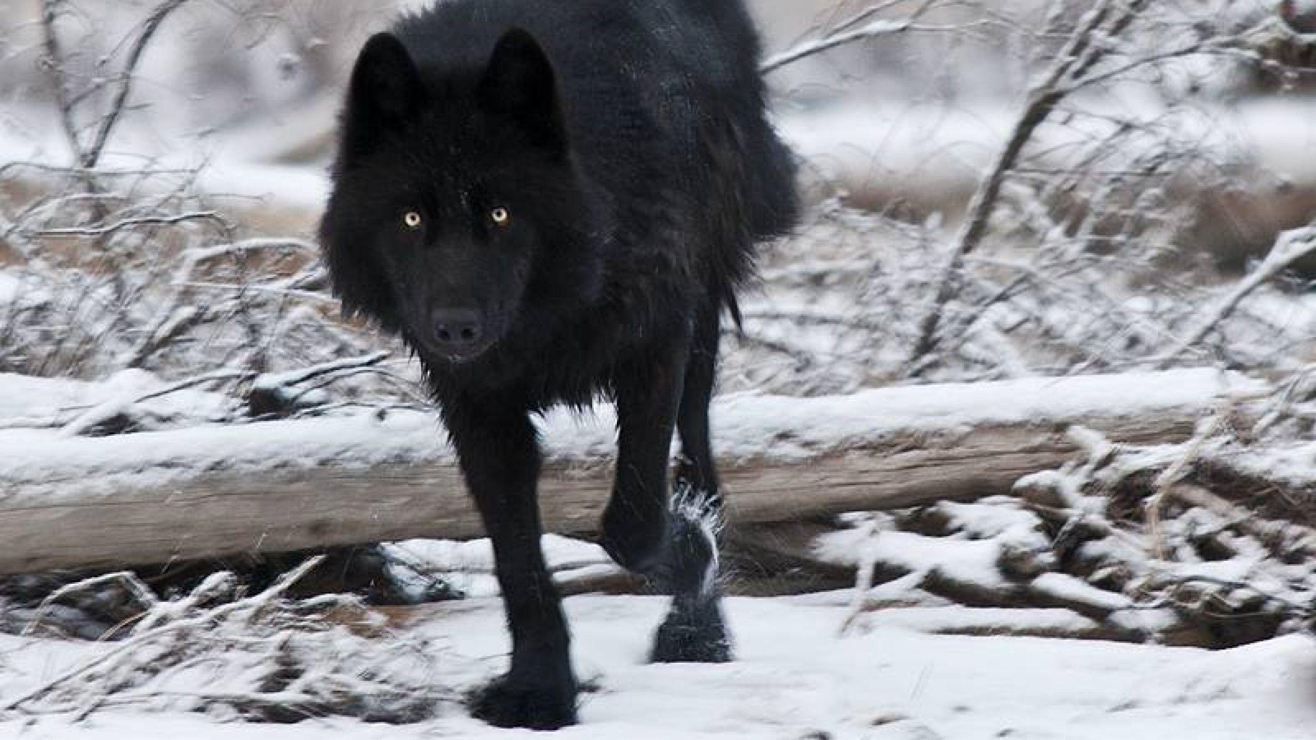 giant black wolf