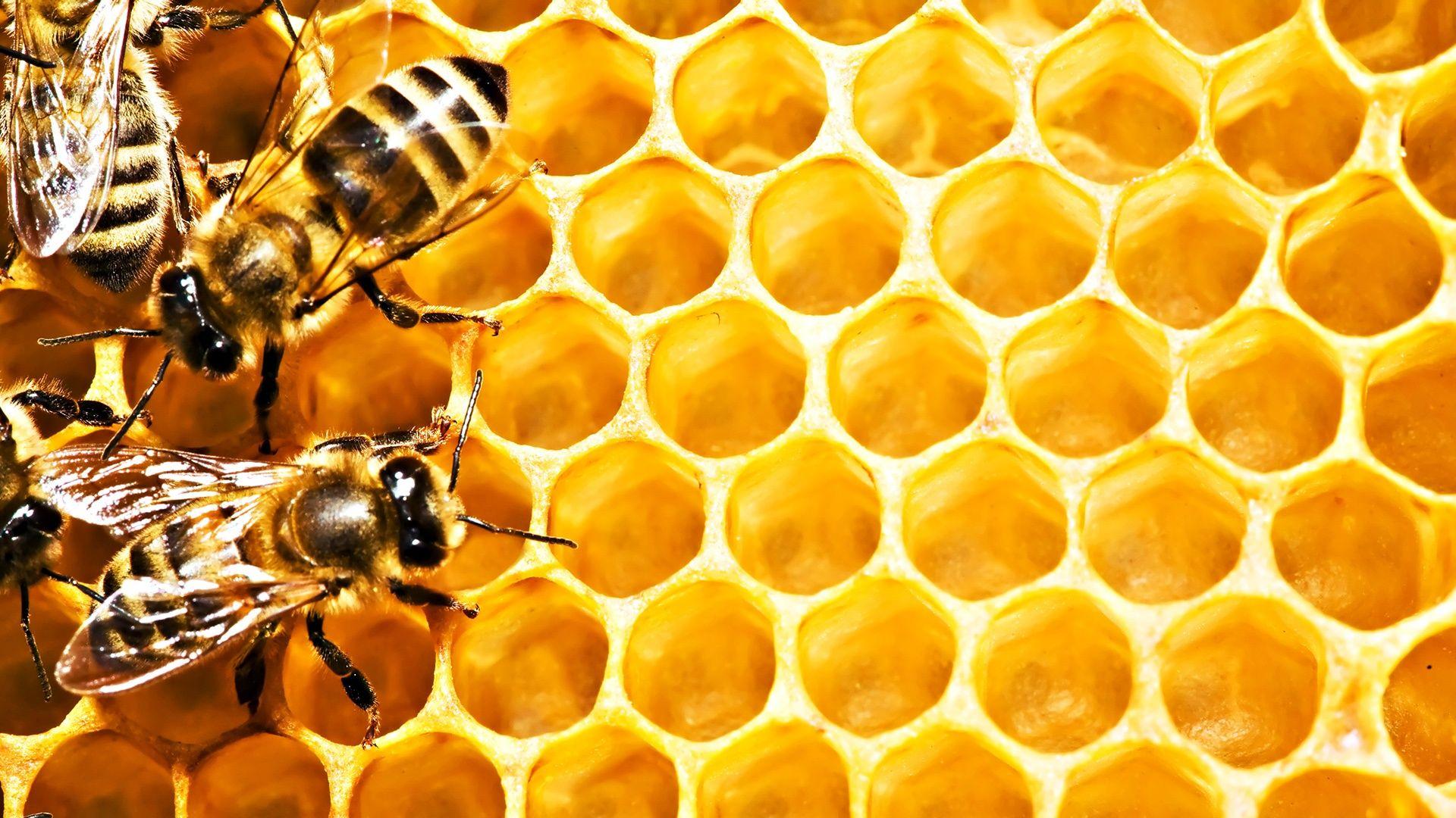 1920x1080 Honeycomb Cartoon Hình nền HD 1128 - Honey Bee Hình nền HD