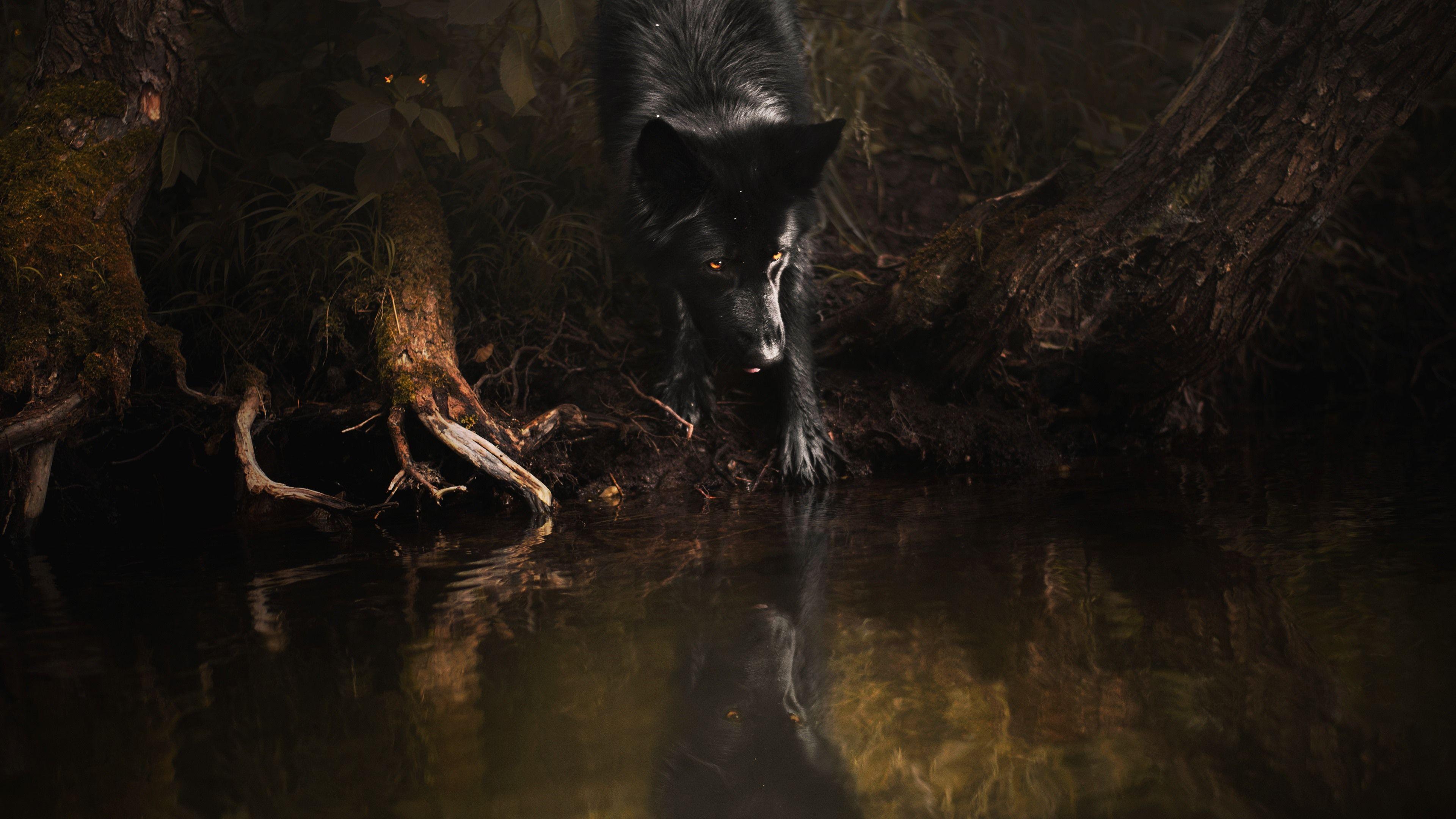 3840x2160 Wallpaper Black wolf, yellow eyes, water 3840x2160 UHD 4K Picture