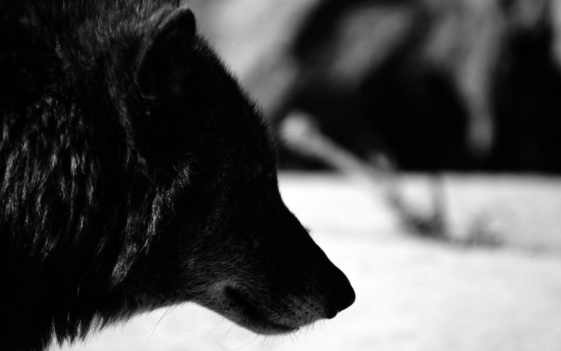 1920x1200 Black Wolf Wallpaper
