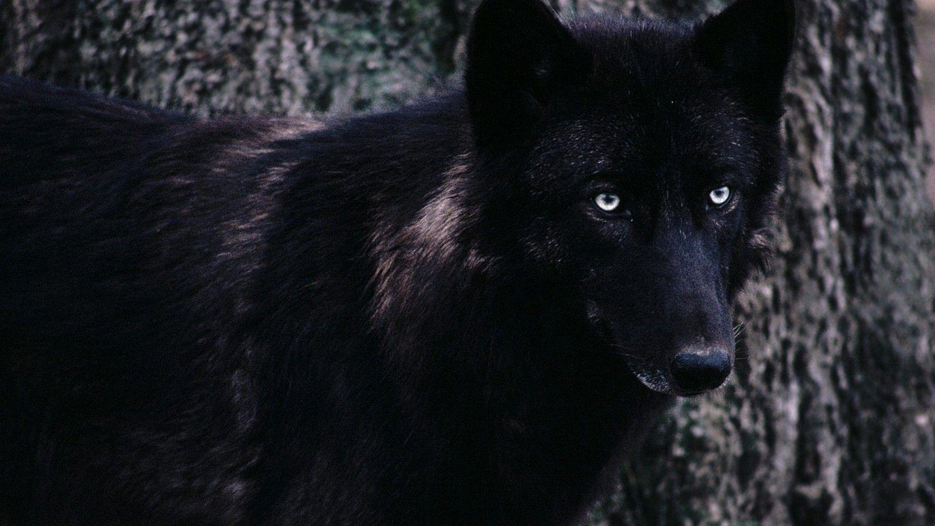 1920x1080 Grey Wolf Wallpaper