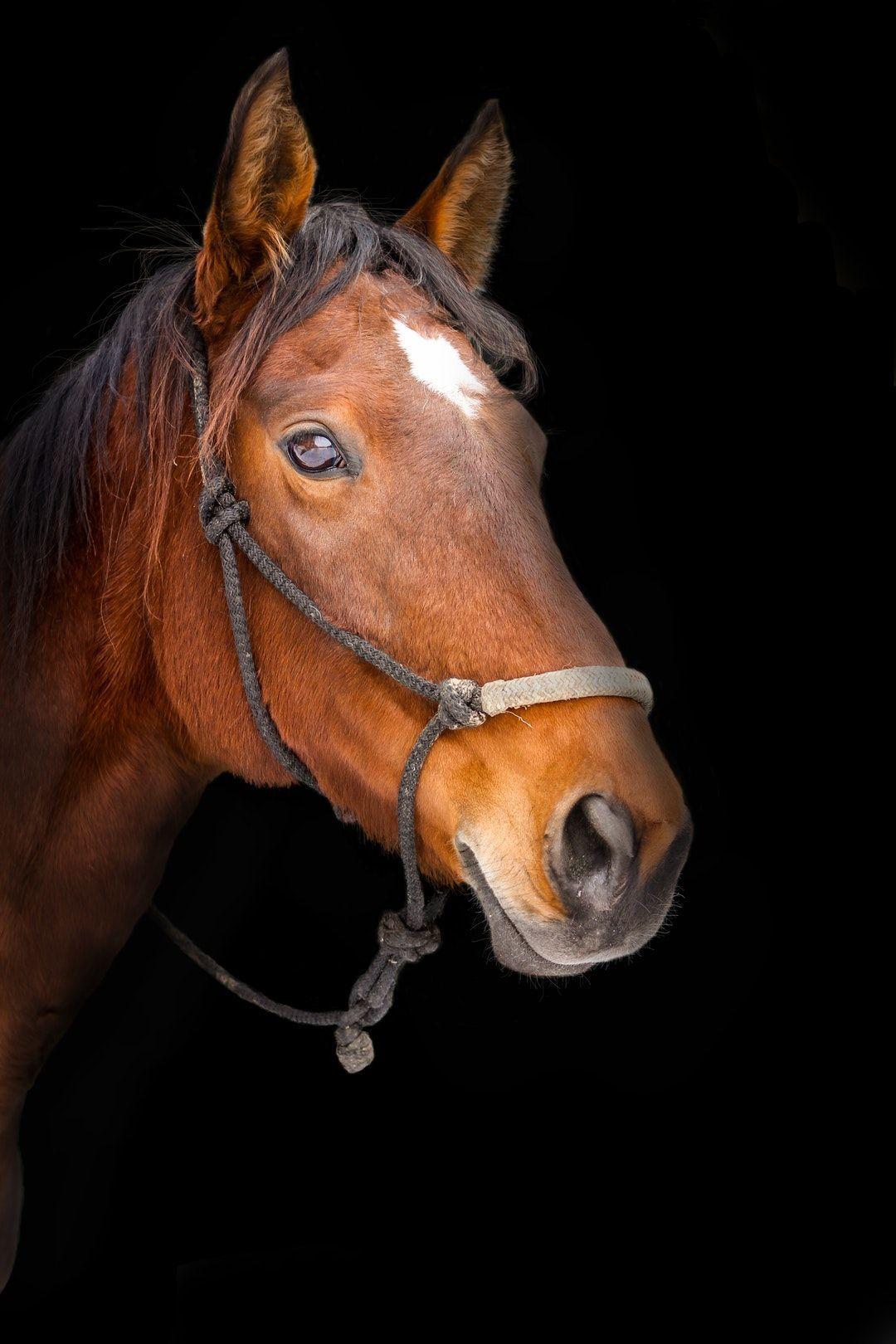 Horse Face HD Wallpapers - Top Free Horse Face HD Backgrounds ...