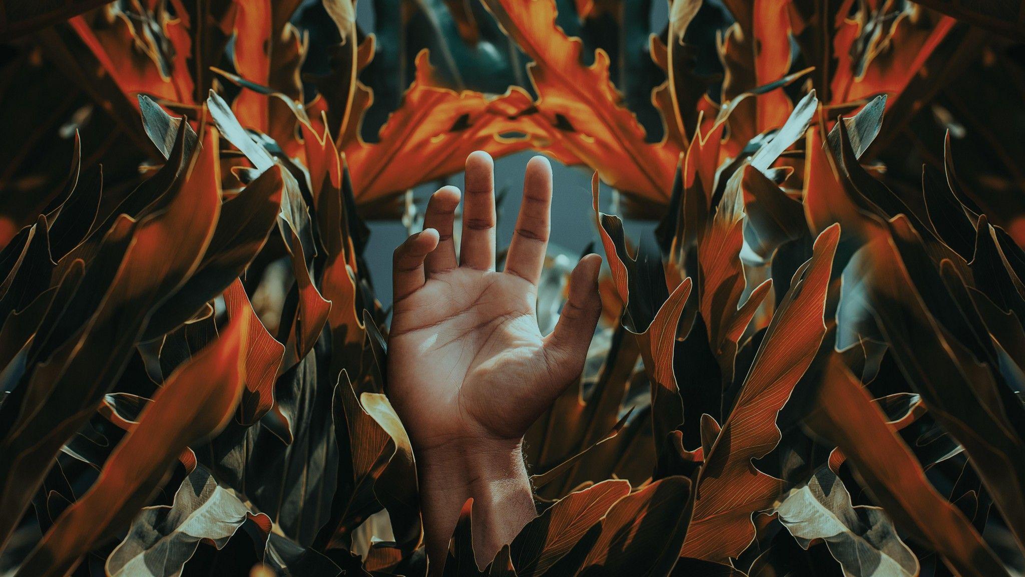 2048x1152 wallpaper hand, palm, leaves, plant, fingers HD : Widescreen
