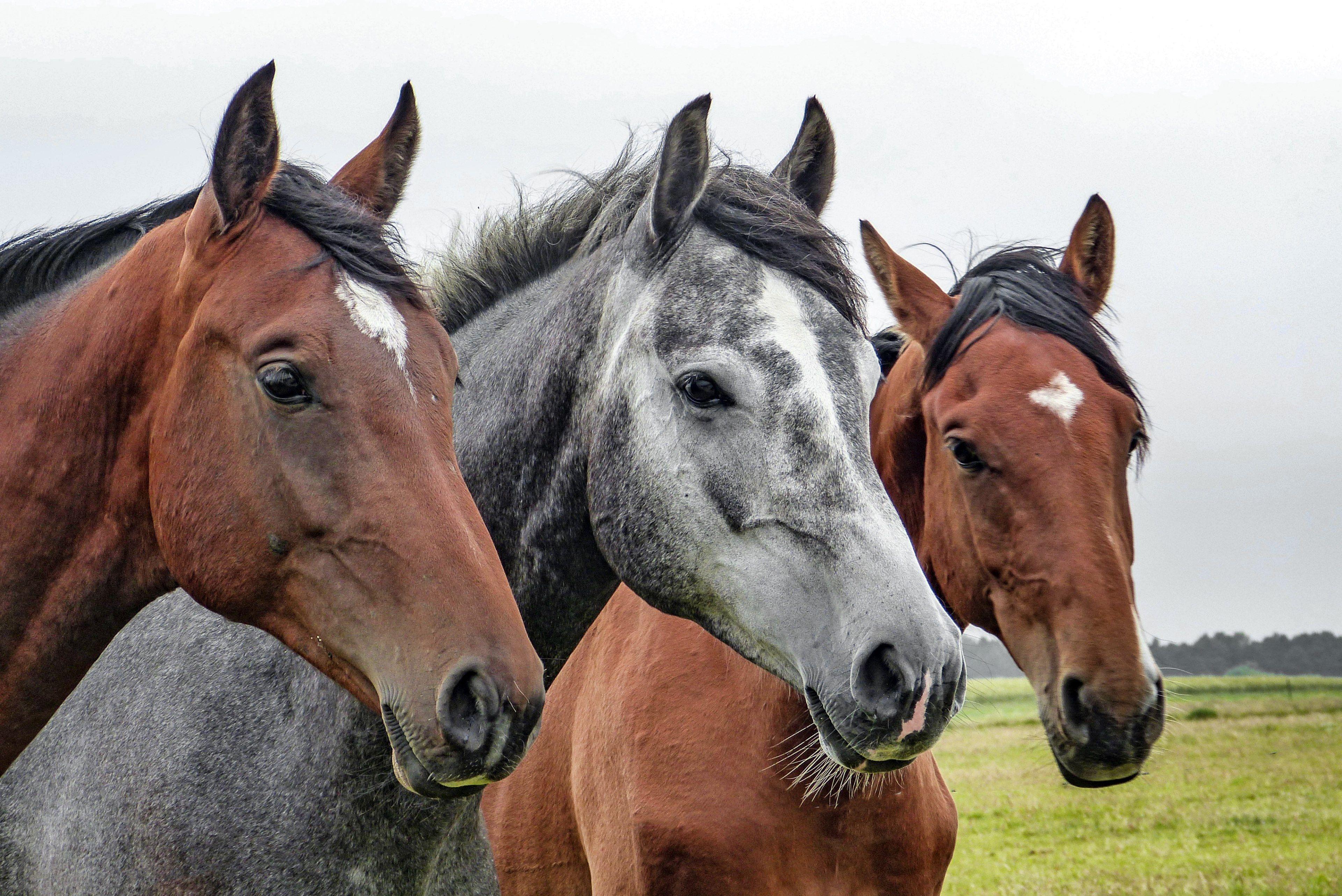 3840x2565 horses #horse head #animals 4k wallpaper and background