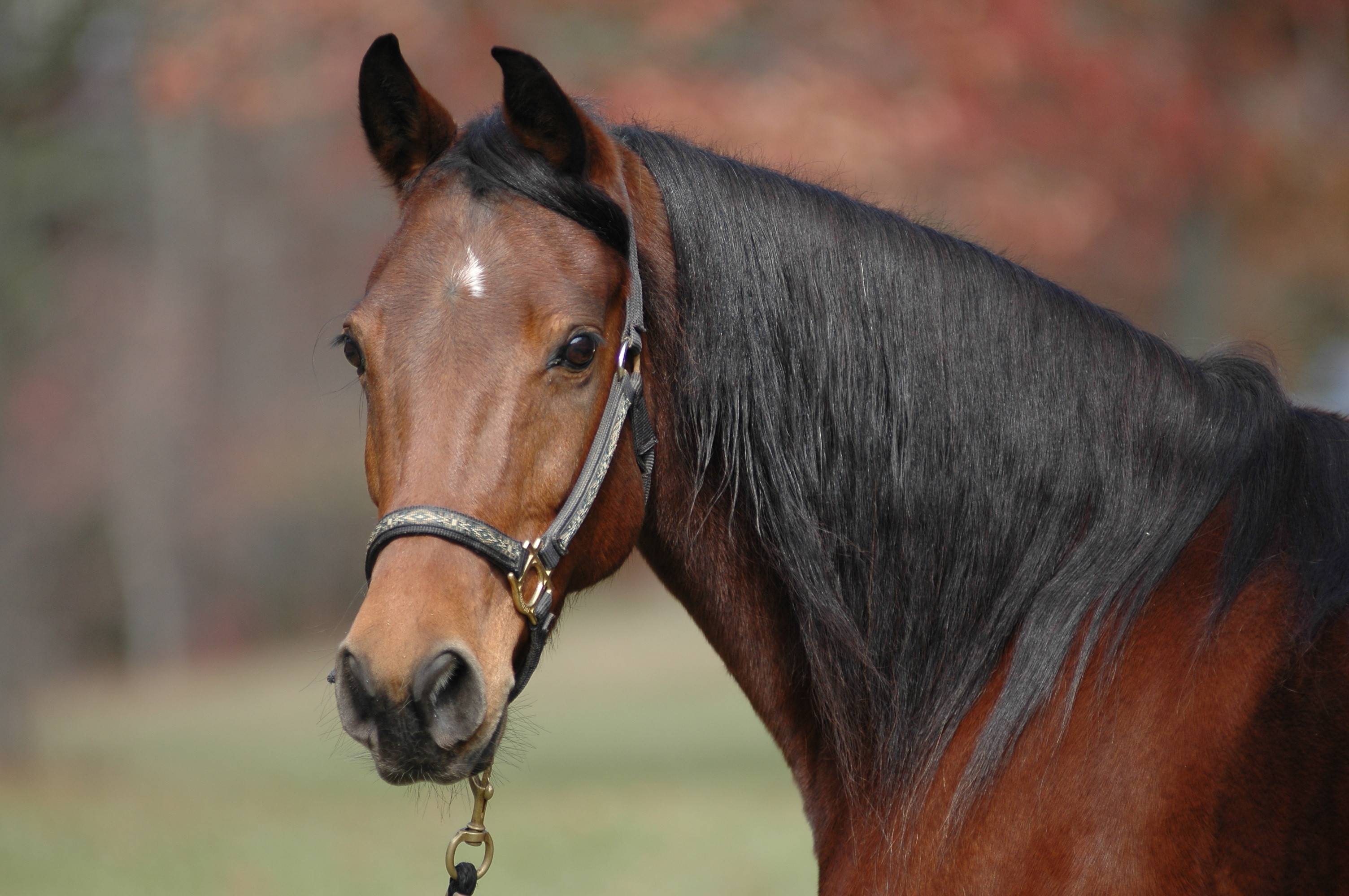 3008x2000 Arabian Horse Wallpaper