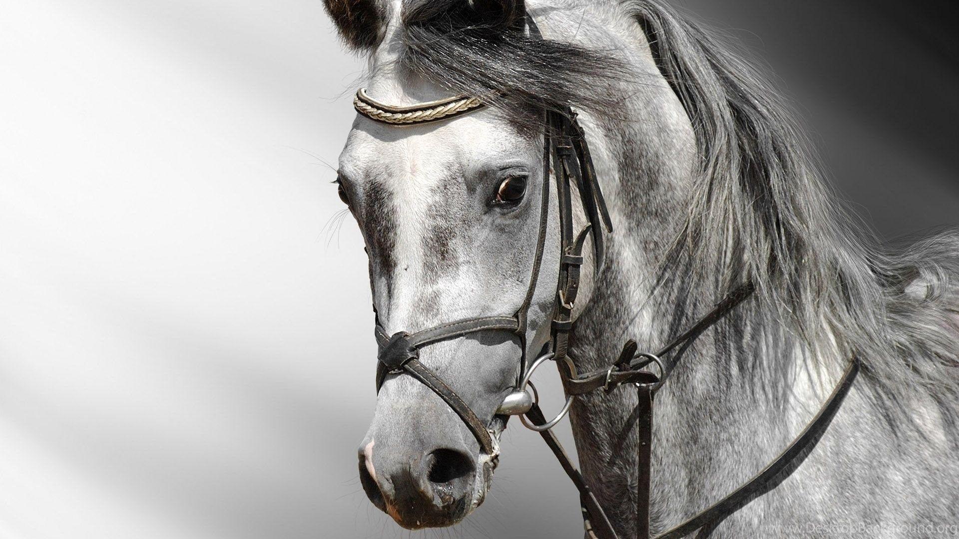 1920x1080 NASA Desktop Wallpaper HD Horse Head Pics About Space Desktop