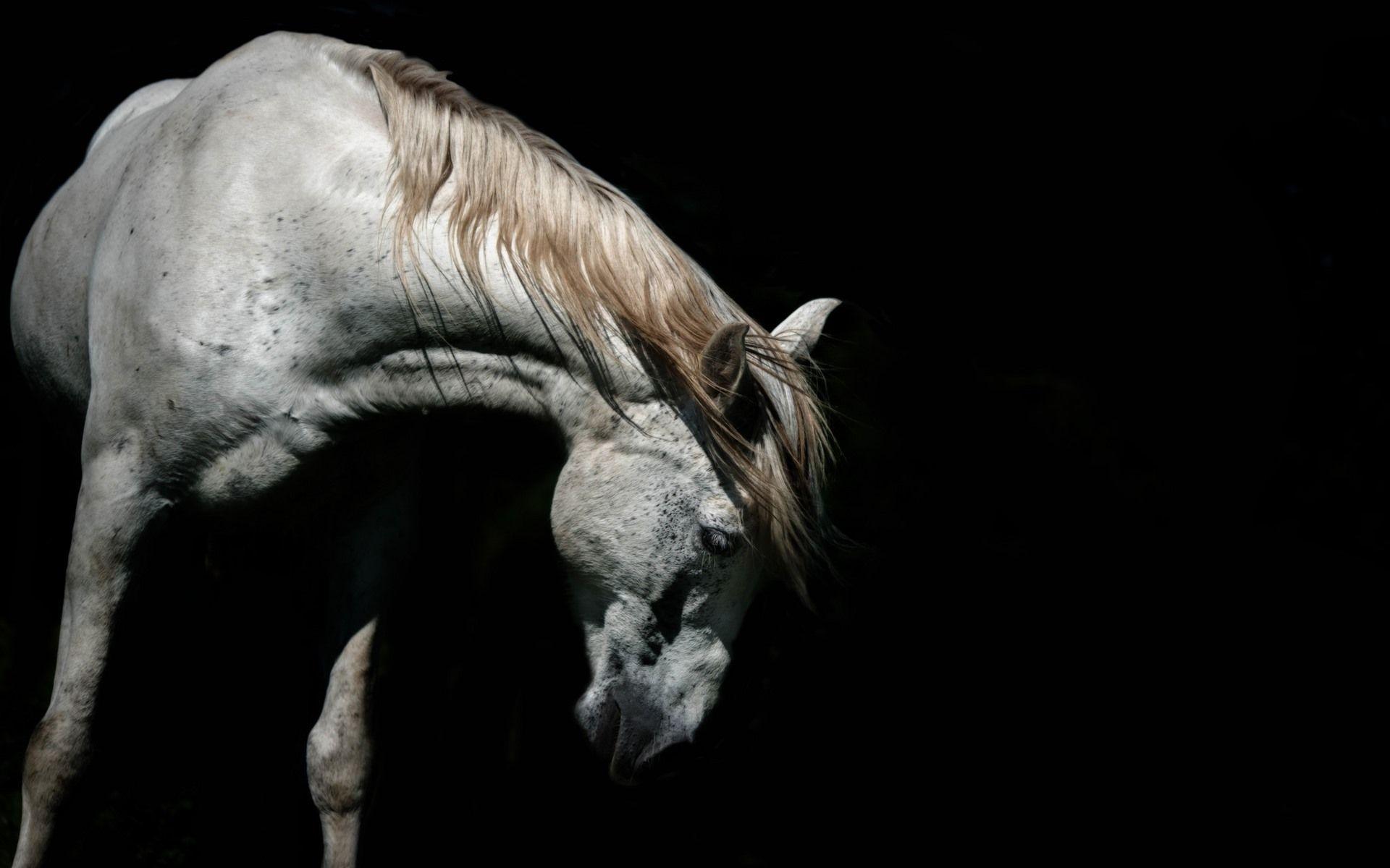 1920x1200 White Horse, Head, Black Background 750x1334 IPhone 8 7 6 6S