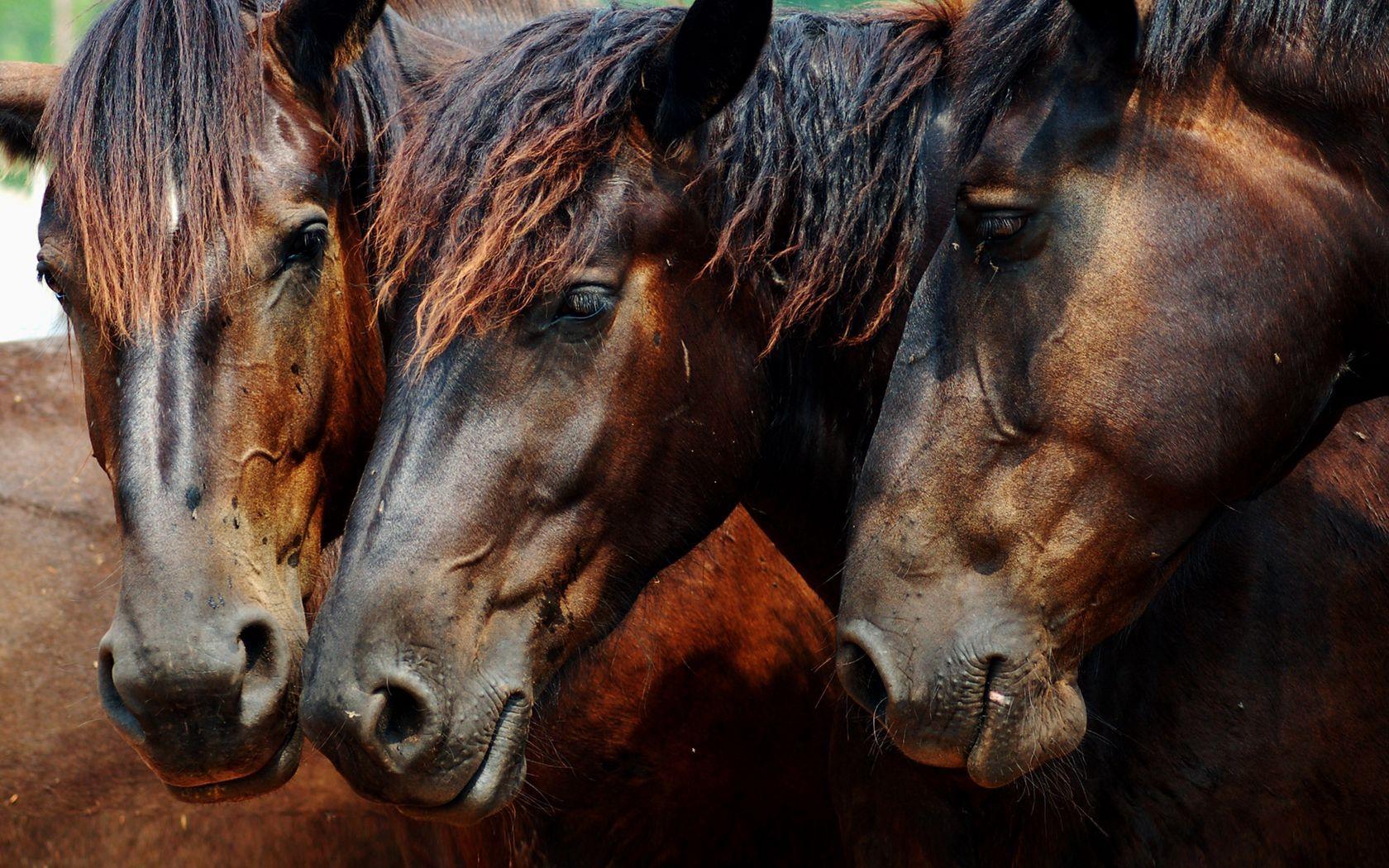 1680x1050 Download wallpaper 1680x1050 horse, head, mane, three, brown