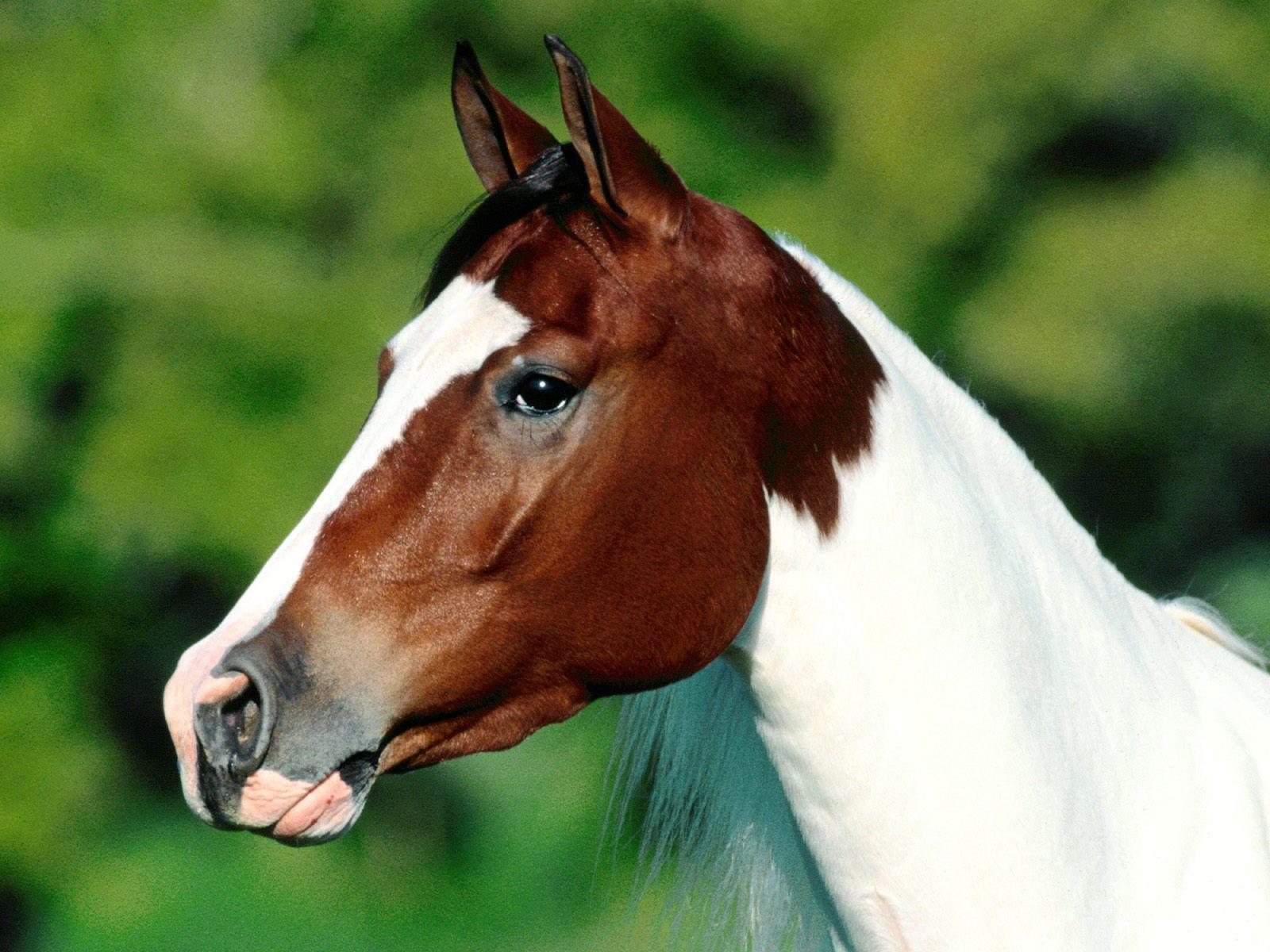 1600x1200 High Definition Wallpaper Horse picture 4563