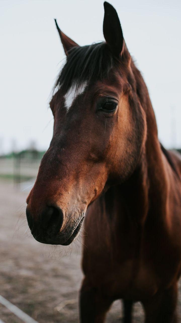 720x1280 Animal Horse (720x1280) Wallpaper