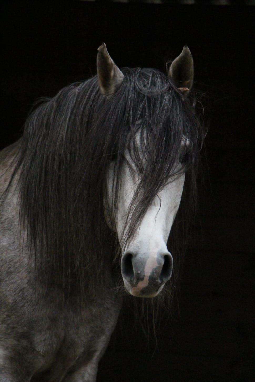 970x1455 black and white stallion horse free image