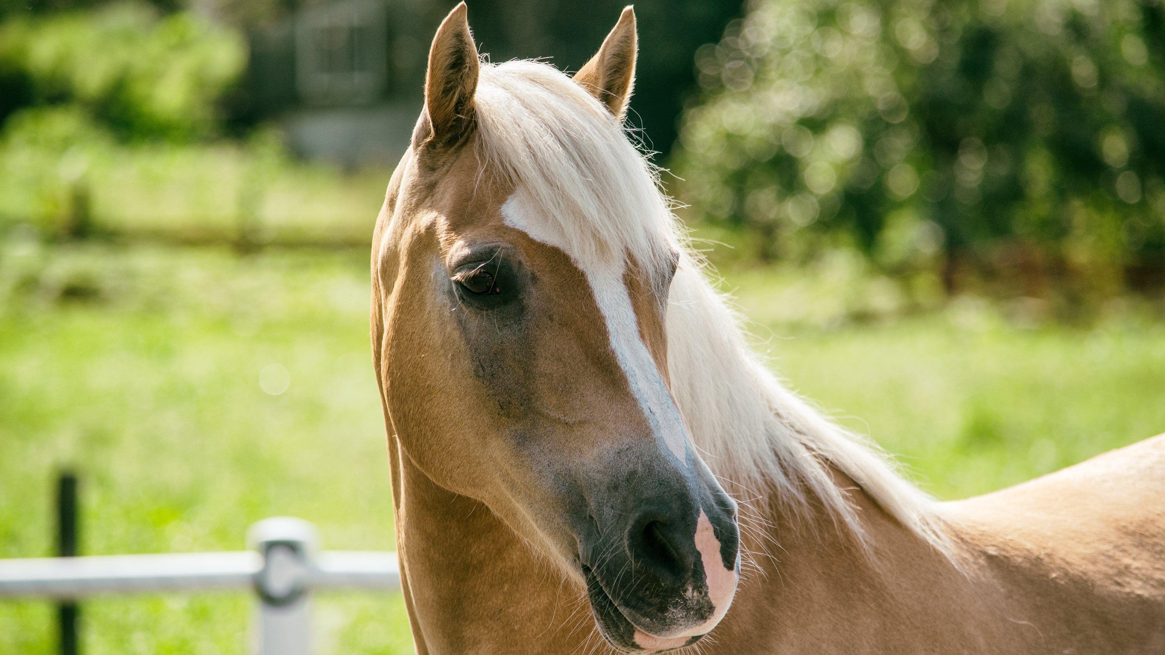 3840x2160 Haflinger Horse Desktop Wallpaper 19336