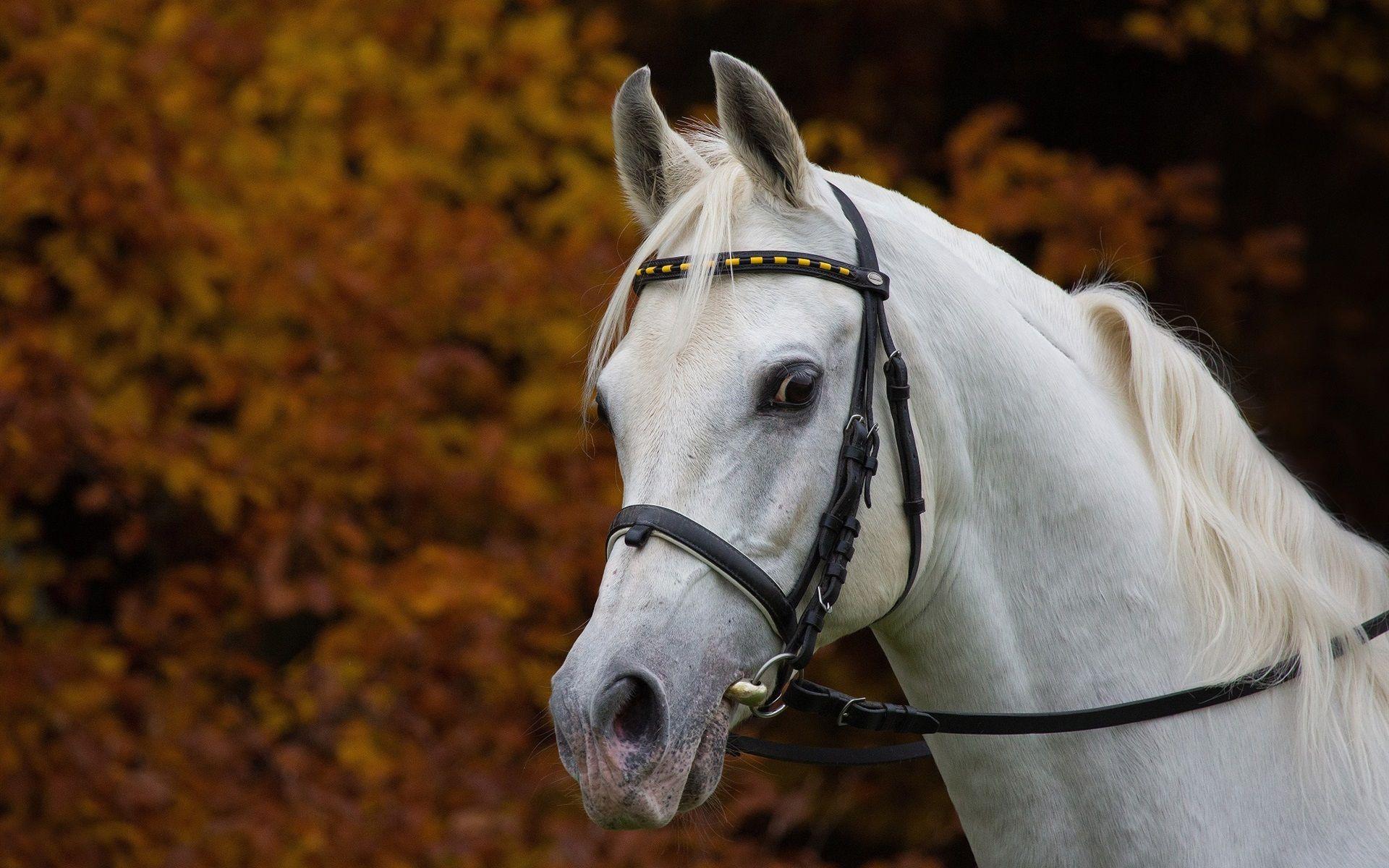 1920x1200 Wallpaper White horse, head, mane 1920x1200 HD Picture, Image