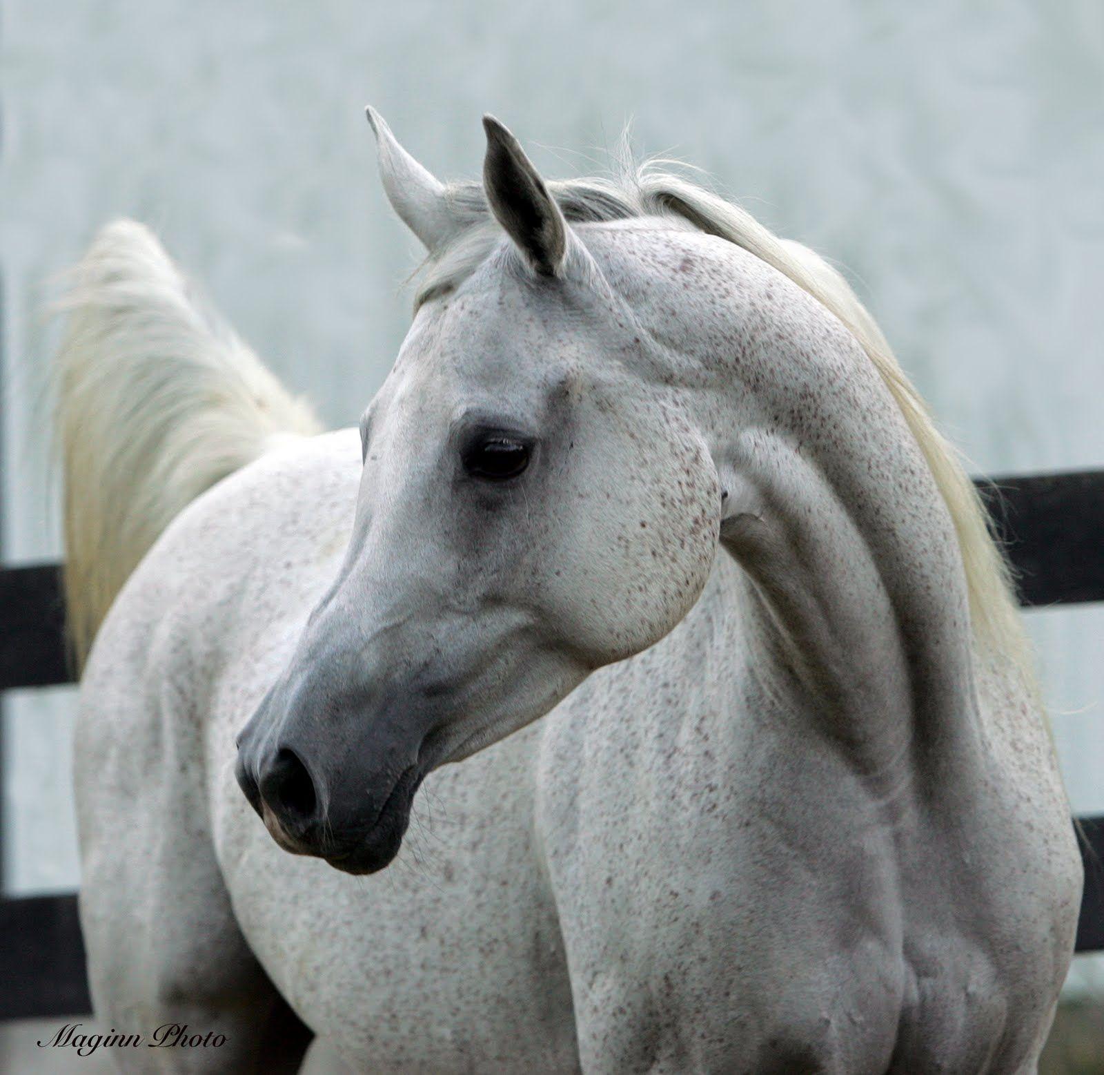 1600x1557 Real Arabian Horse Heads Image & Picture. Horses