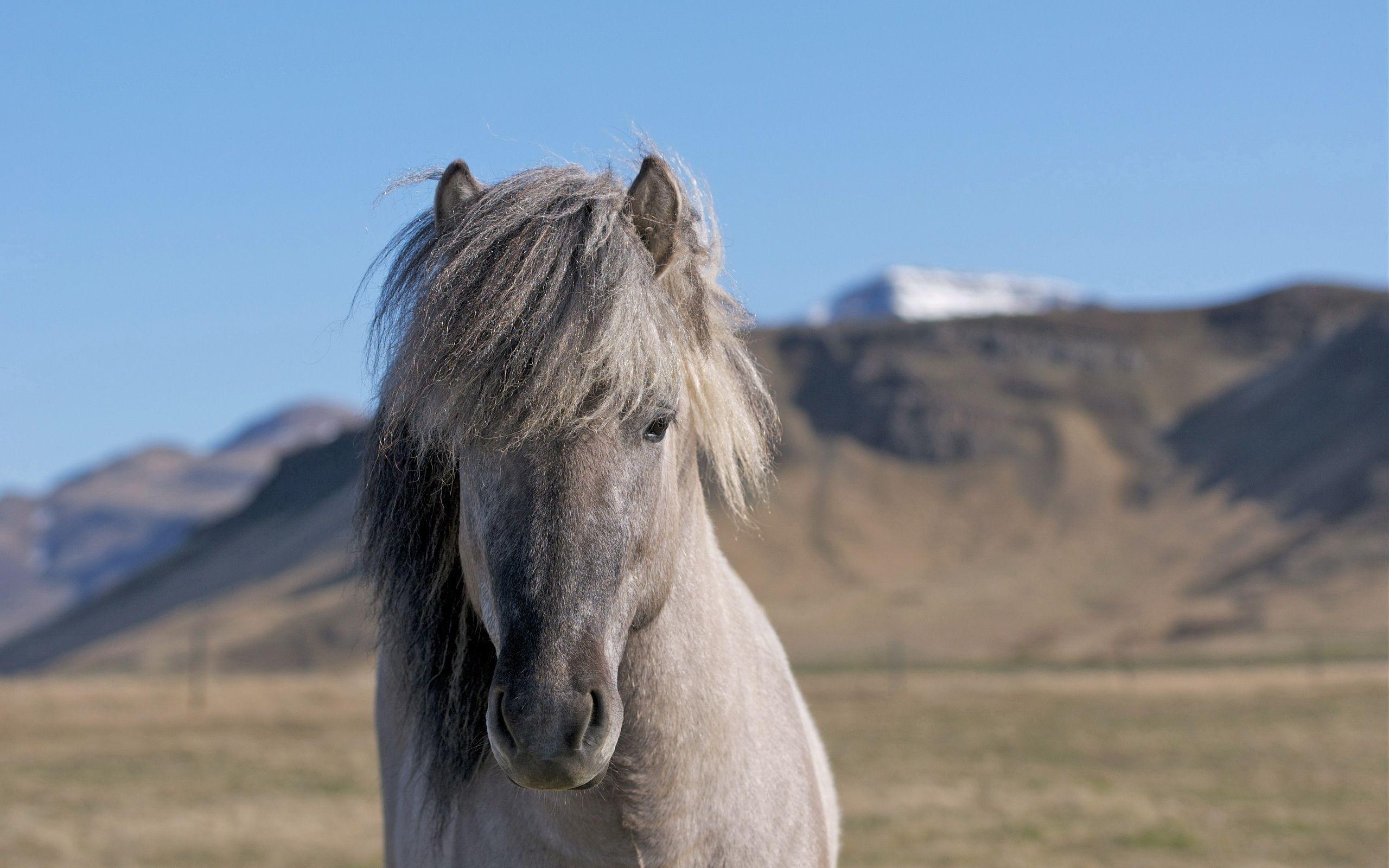2560x1600 Download wallpaper 2560x1600 horse, head, mane, mounta HD background