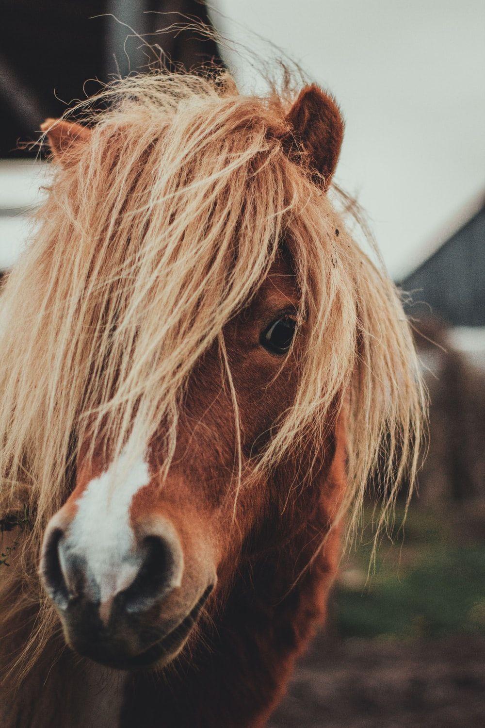 1000x1500 Horse Head Picture [HD]. Download Free Image