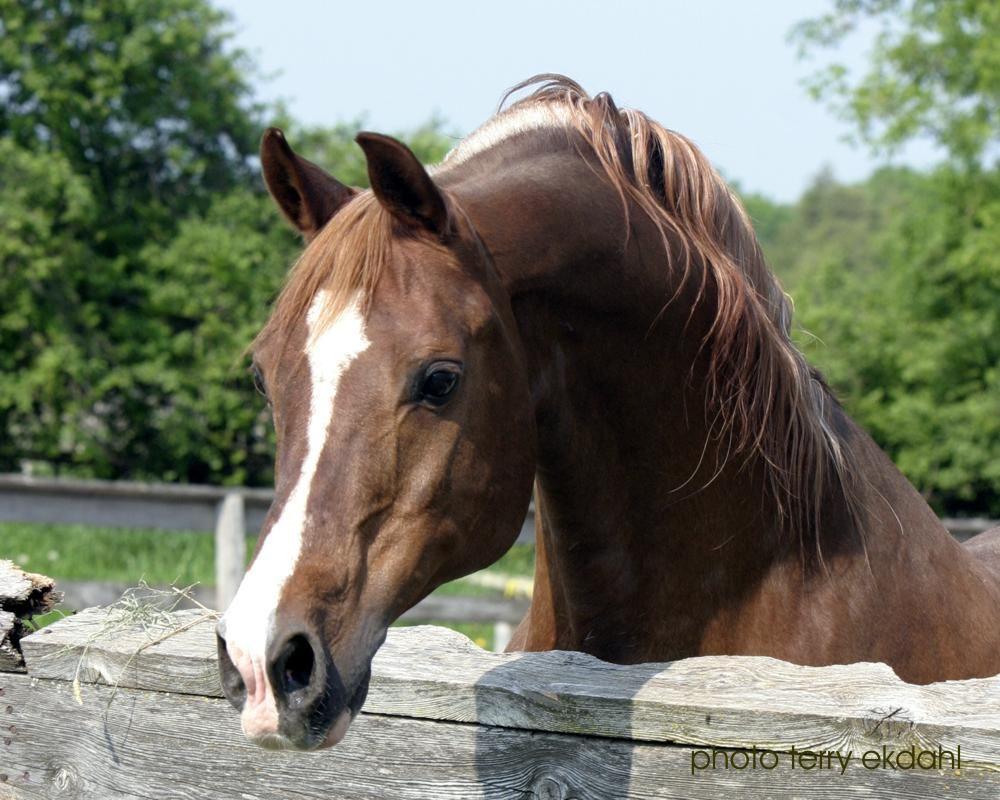 1000x800 Wallpaper For > Arabian Horse Head Wallpaper. Horses, Pretty
