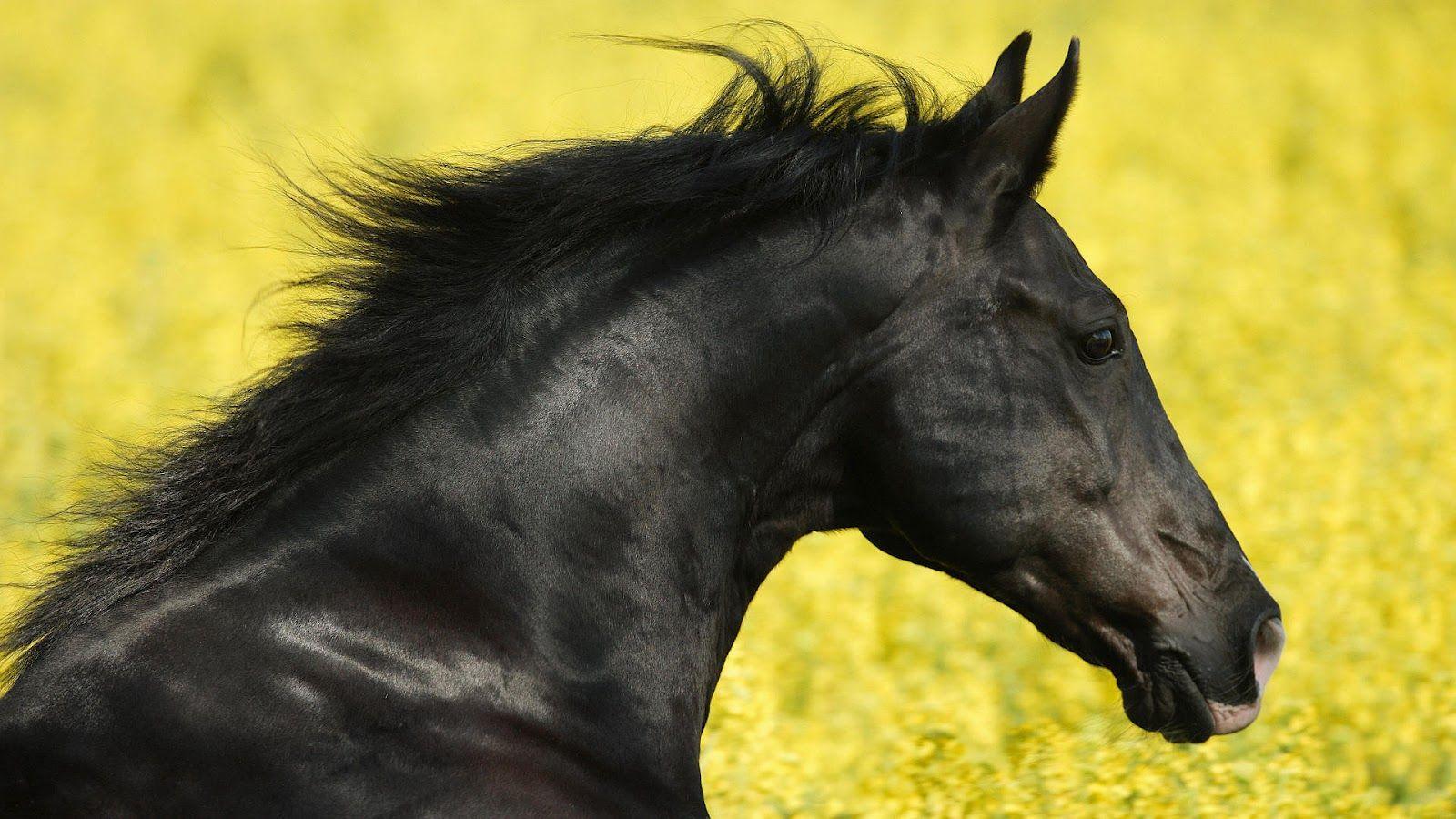 1600x900 Close up photo of the head of a horse. HD Animals Wallpaper