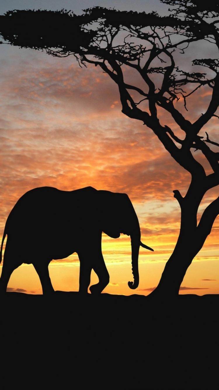 750x1334 Elephants Background Wallpaper & Background Download