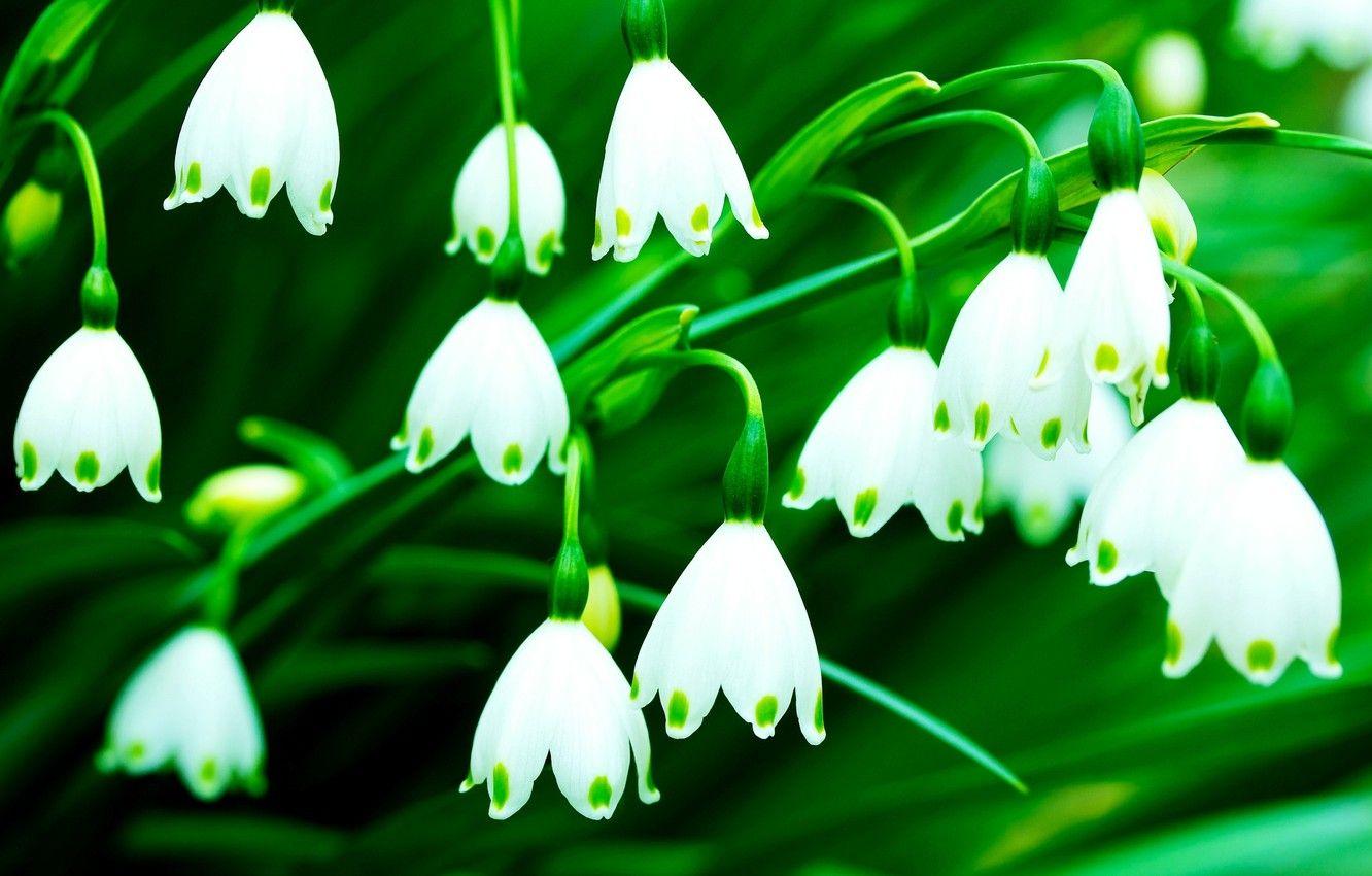 1332x850 Wallpaper white, flowers, green, background, Wallpaper, wallpaper
