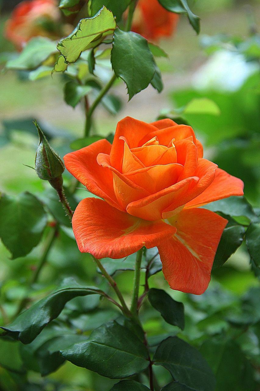 853x1280 Beautiful Wallpaper Of Roses For Mobile, Download Wallpaper