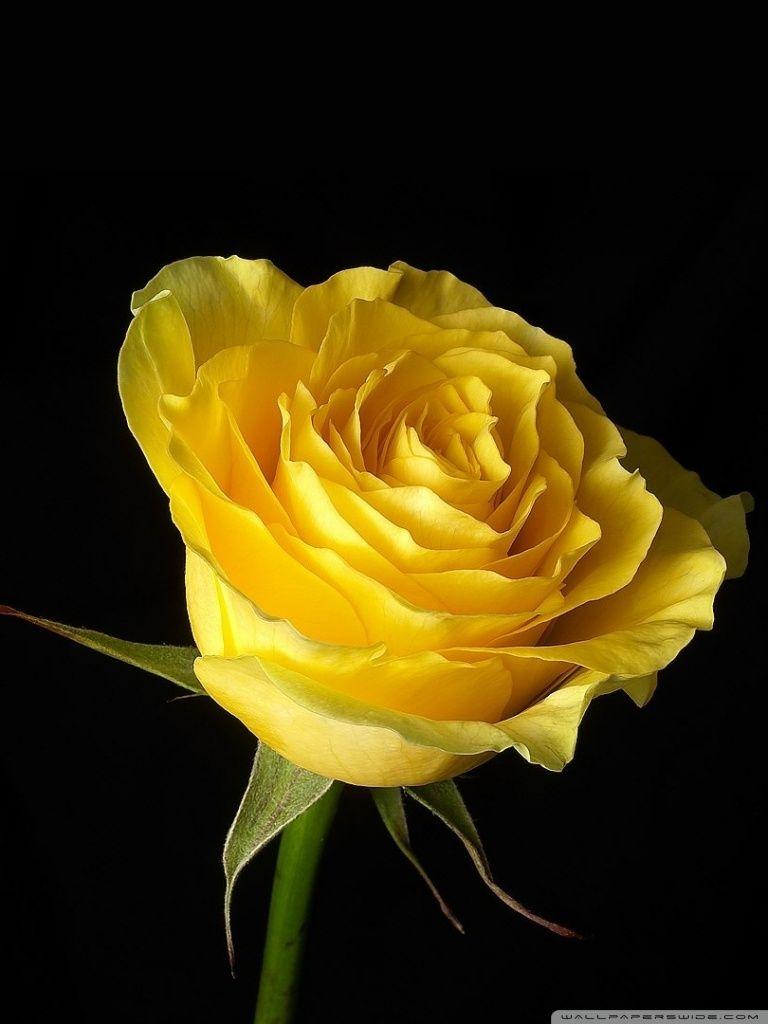768x1024 Yellow Rose Ultra HD Desktop Background Wallpaper for 4K UHD TV