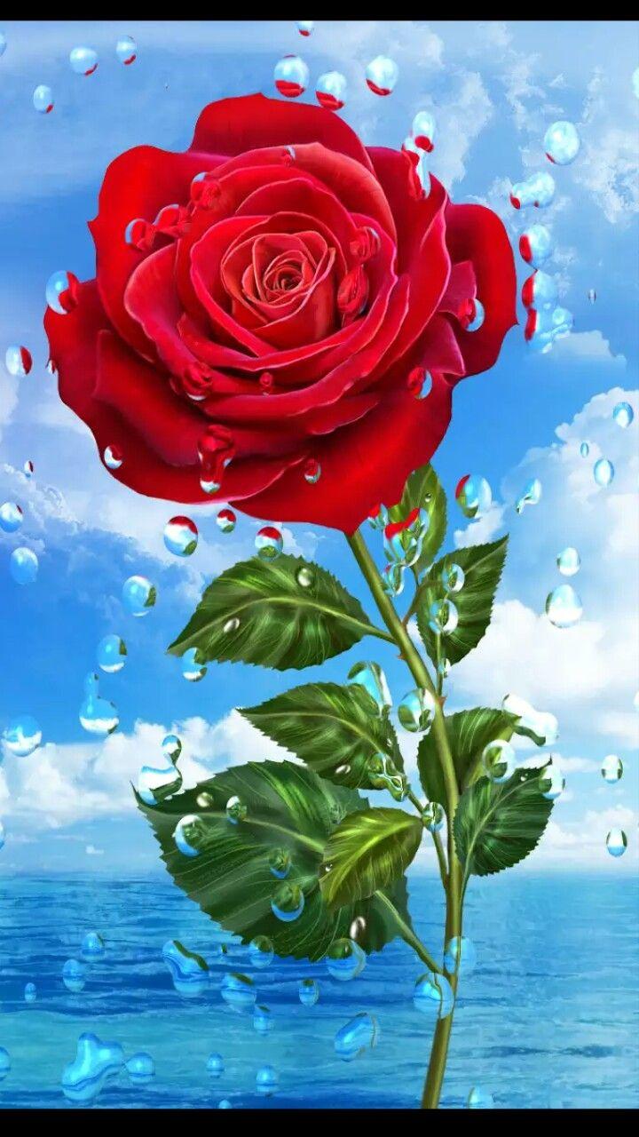 Rose Mobile Wallpapers Top Free Rose Mobile Backgrounds WallpaperAccess