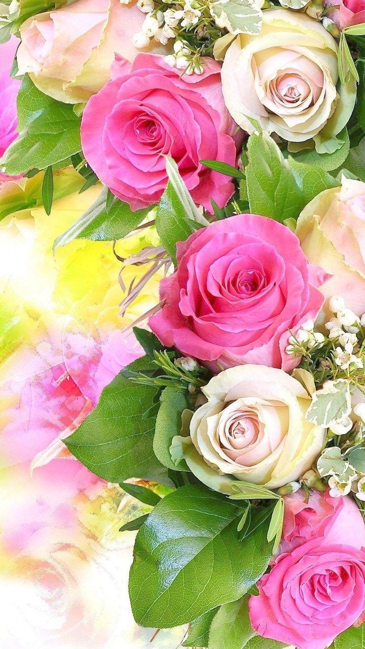 720x1280 Beautiful Colourful Rose