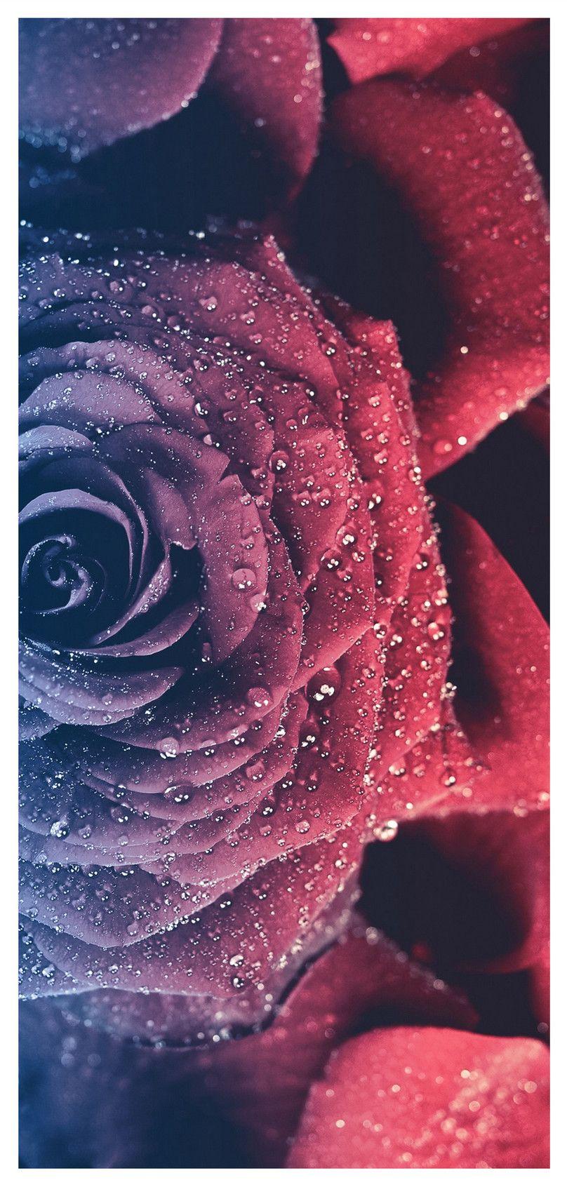 Rose Mobile Wallpapers Top Free Rose Mobile Backgrounds WallpaperAccess