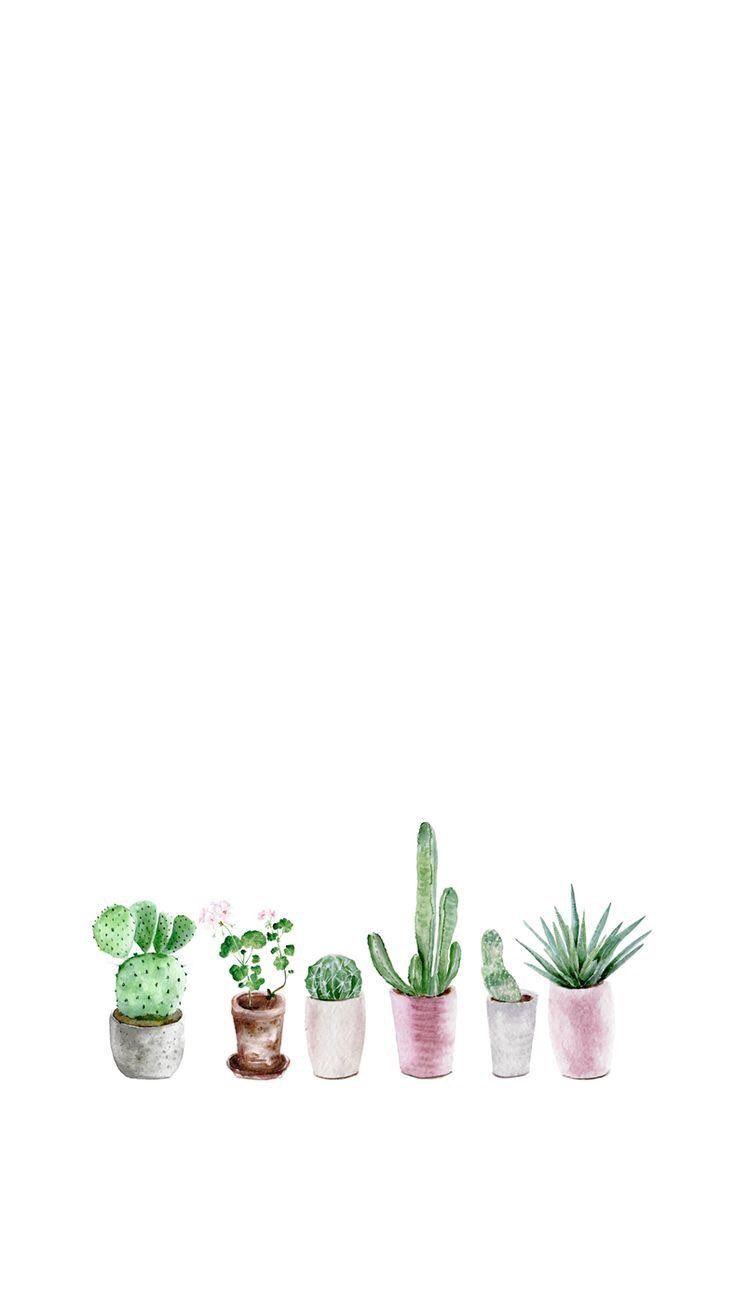 735x1305 Succulent Wallpaper