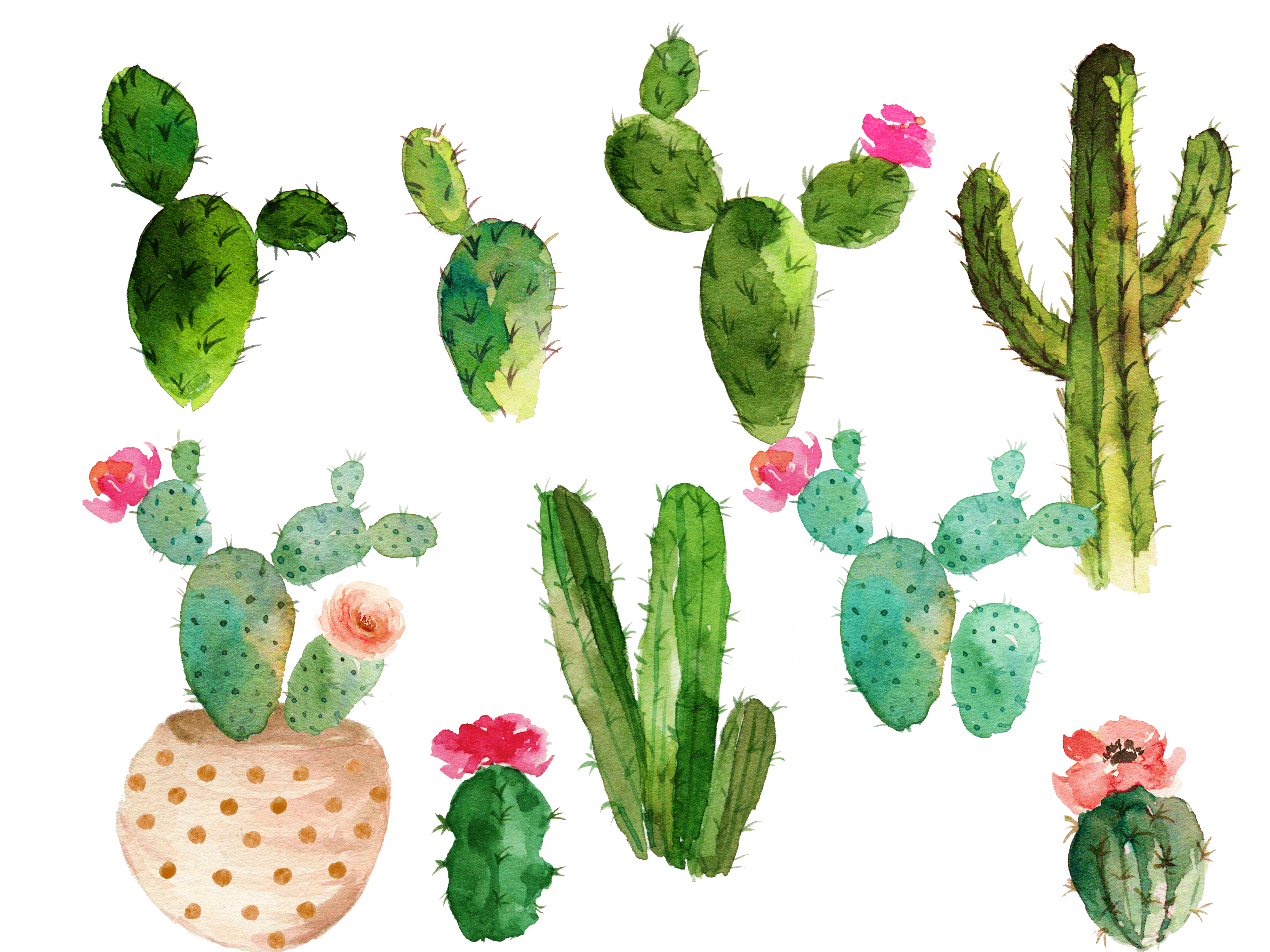 4000x3000 Drawing Cactus Wallpaper Transparent & PNG Clipart Free Download