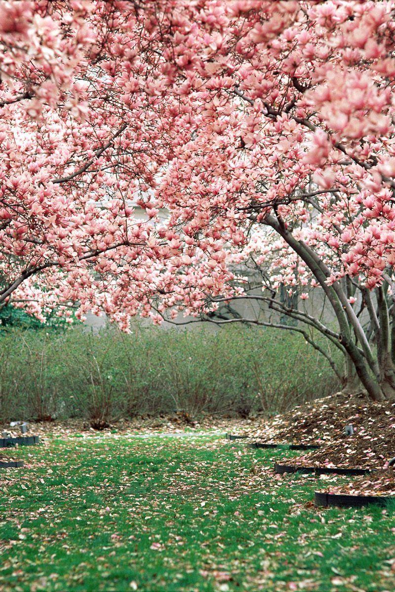 Garden iPhone Wallpapers Top Free Garden iPhone Backgrounds